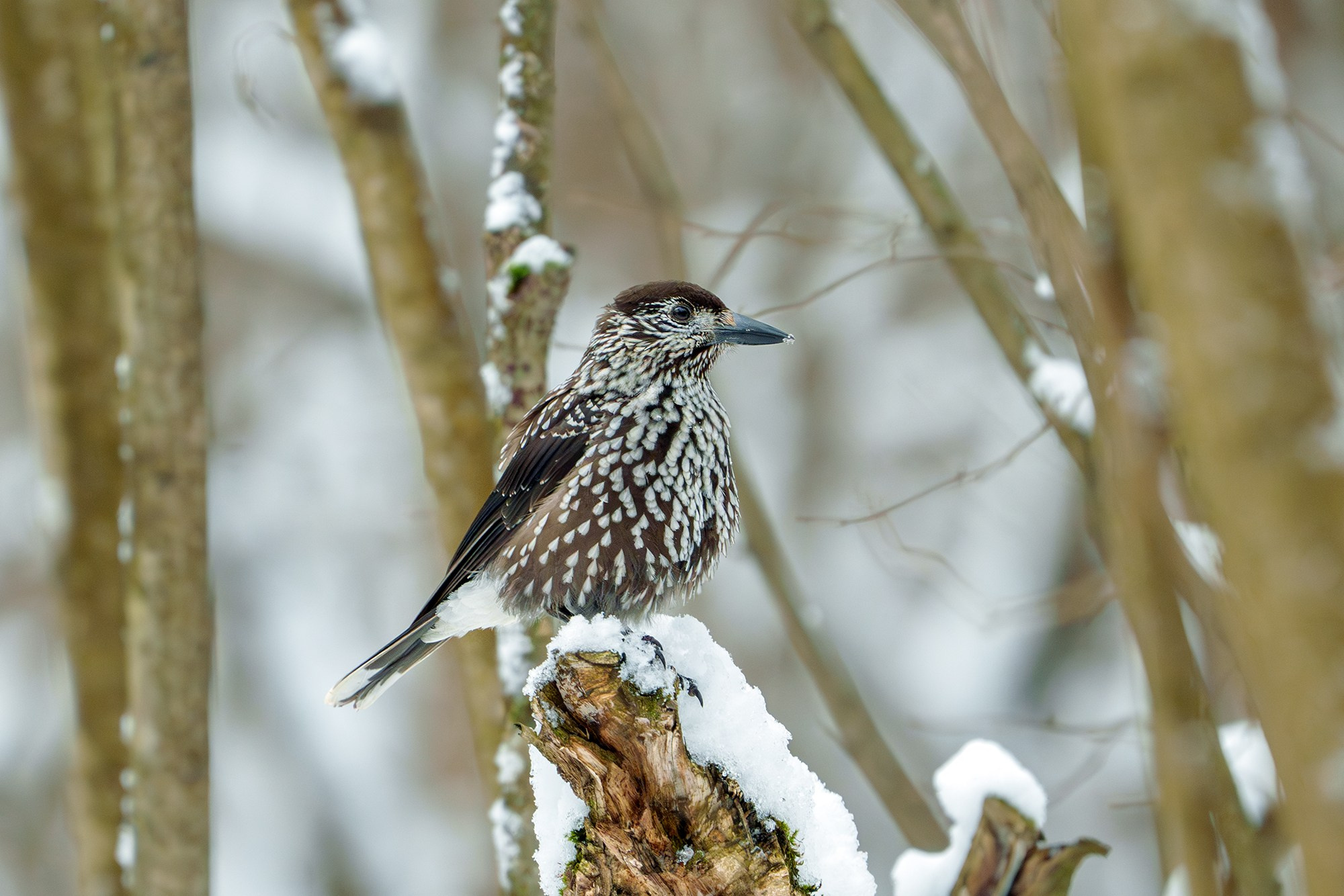 Удивительные мир птиц. Вокруг нас столько прекрасного — присмотритесь!. Ваш личный фотограф Марина Волкова