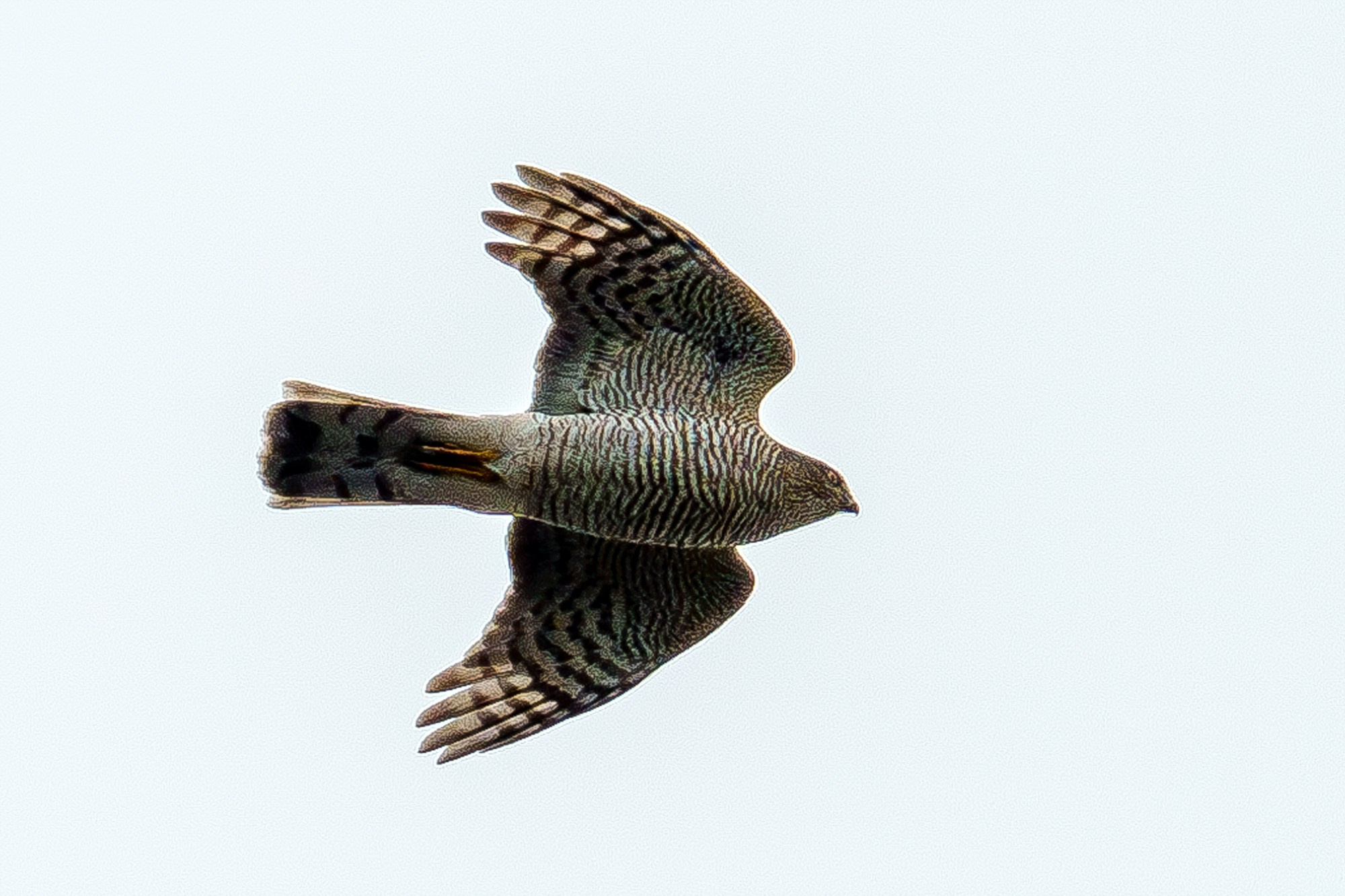 Удивительные мир птиц. Вокруг нас столько прекрасного — присмотритесь!. Ваш личный фотограф Марина Волкова