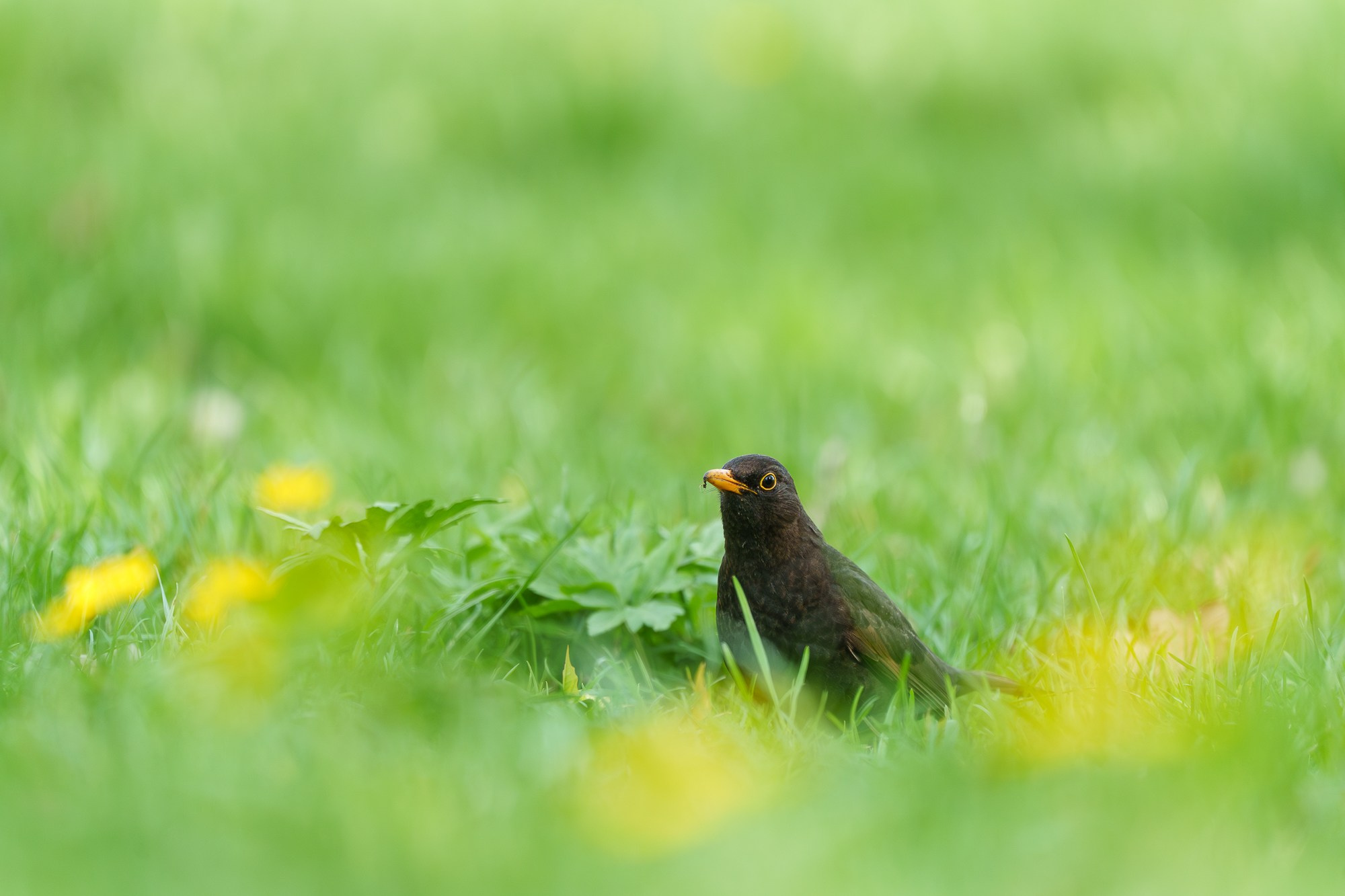 Удивительные мир птиц. Вокруг нас столько прекрасного — присмотритесь!. Ваш личный фотограф Марина Волкова