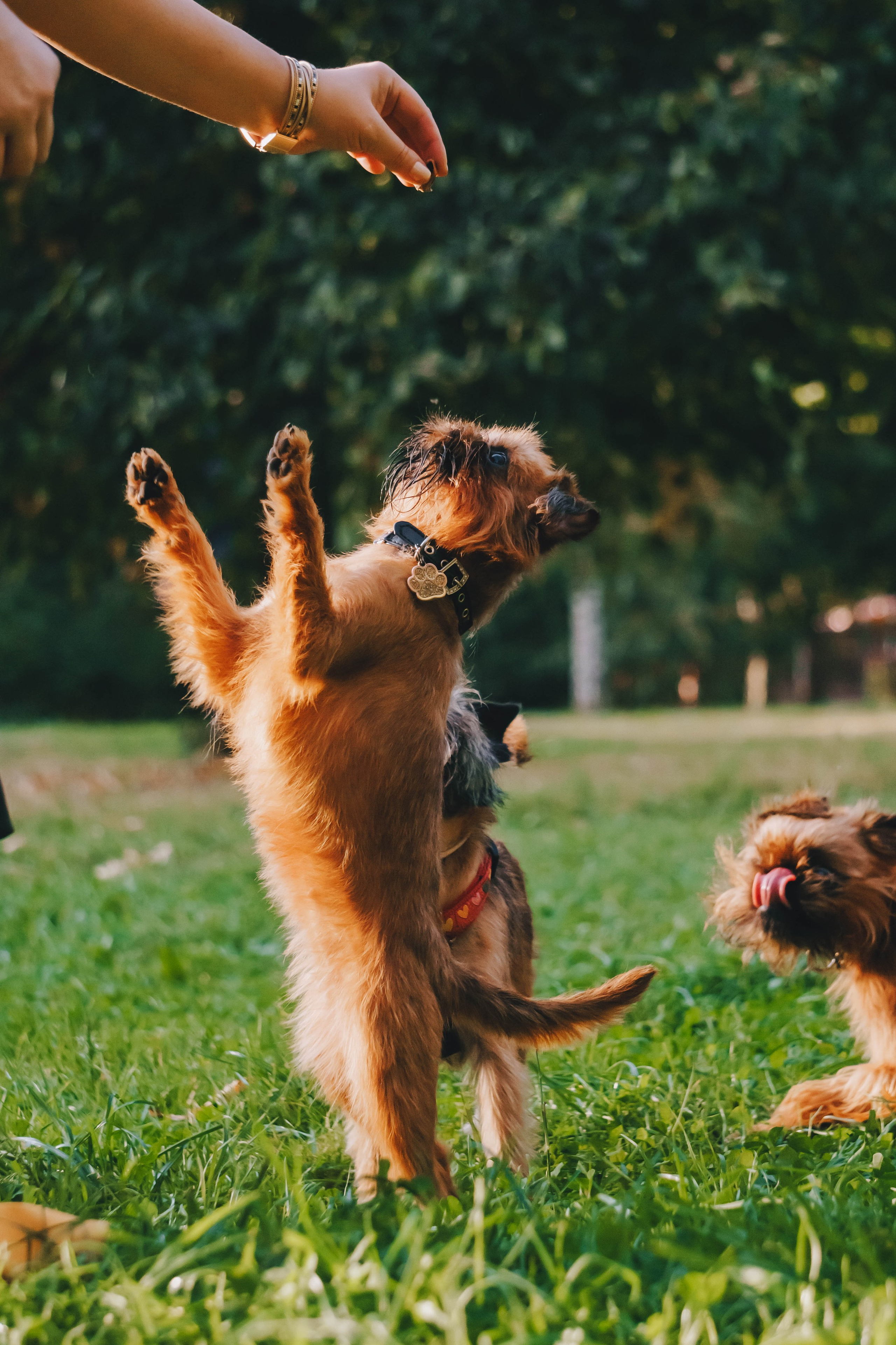 Мини-туса гриффоны и брабансоны. Фотограф-анималист Ксения Воробьева, Москва
