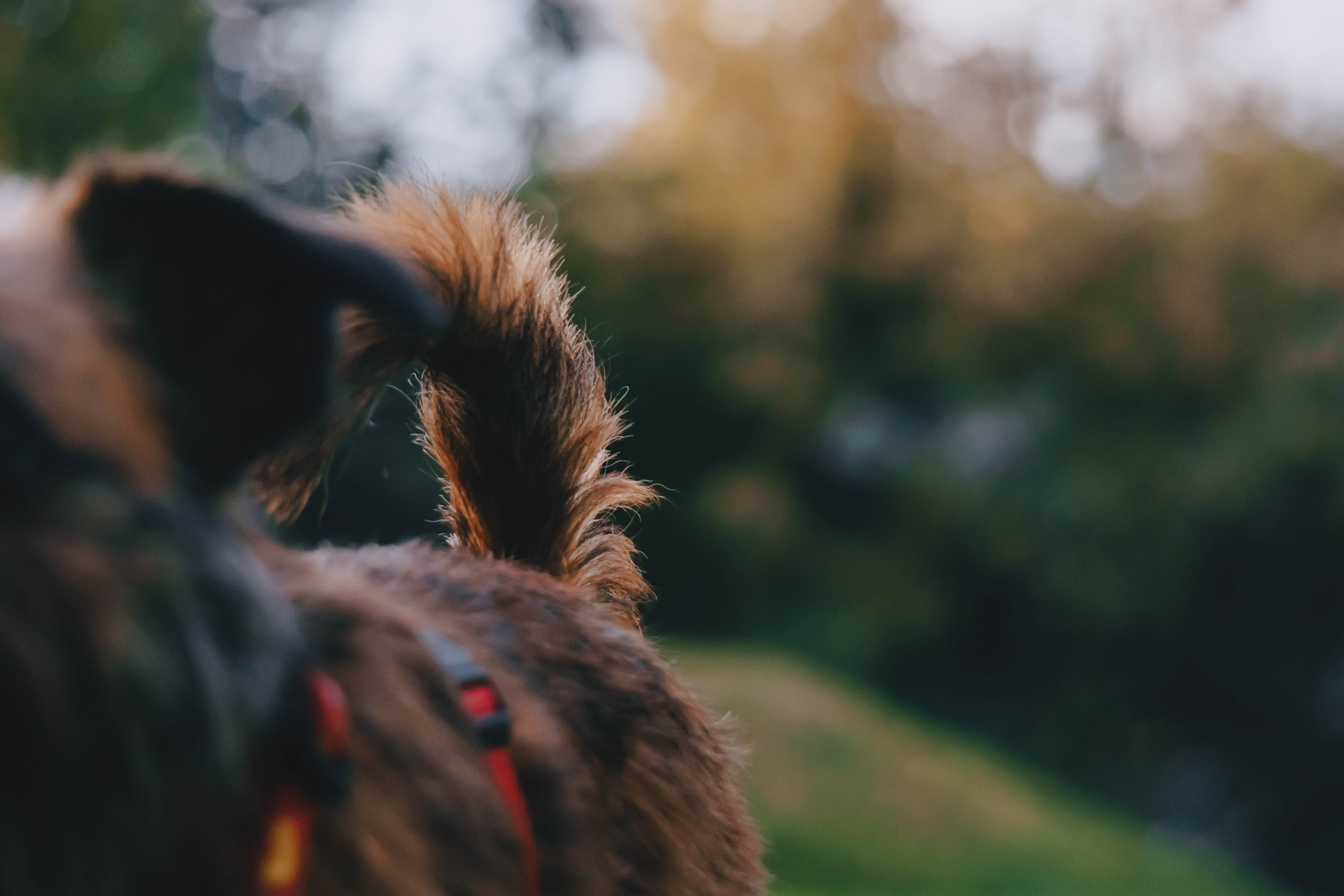 Мини-туса гриффоны и брабансоны. Фотограф-анималист Ксения Воробьева, Москва
