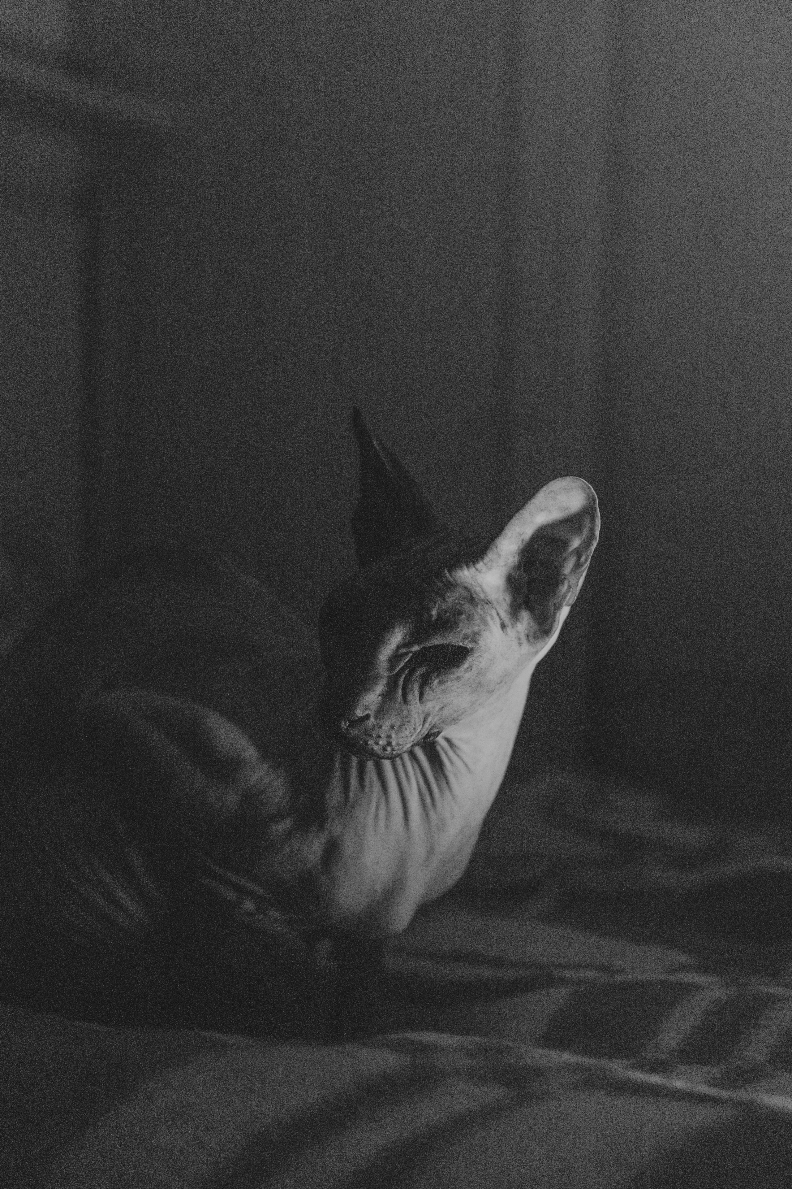 Бандит. Фотограф-анималист Ксения Воробьева, Москва