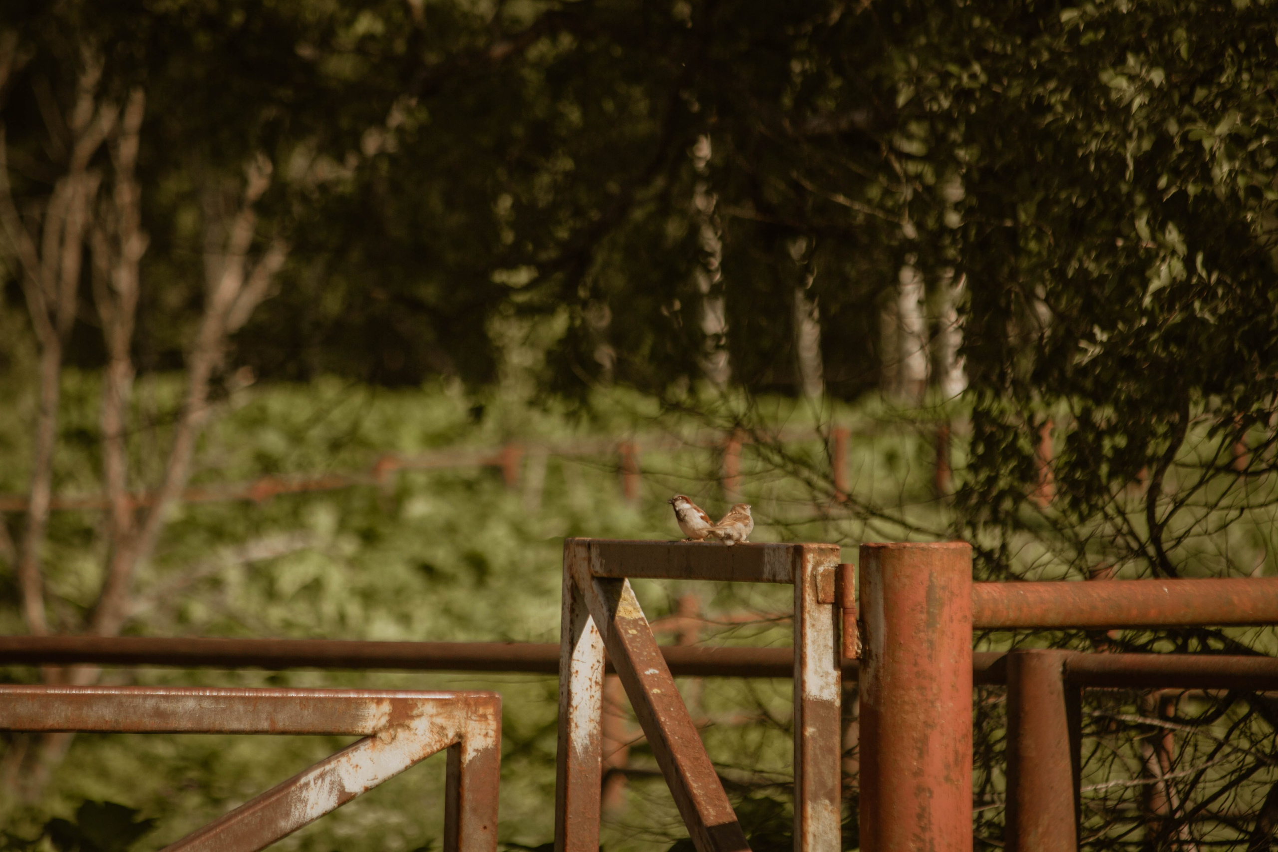 ИППОСФЕРА — Международная конная выставка. Создадим шедевр? Виталина и её фотоискусство