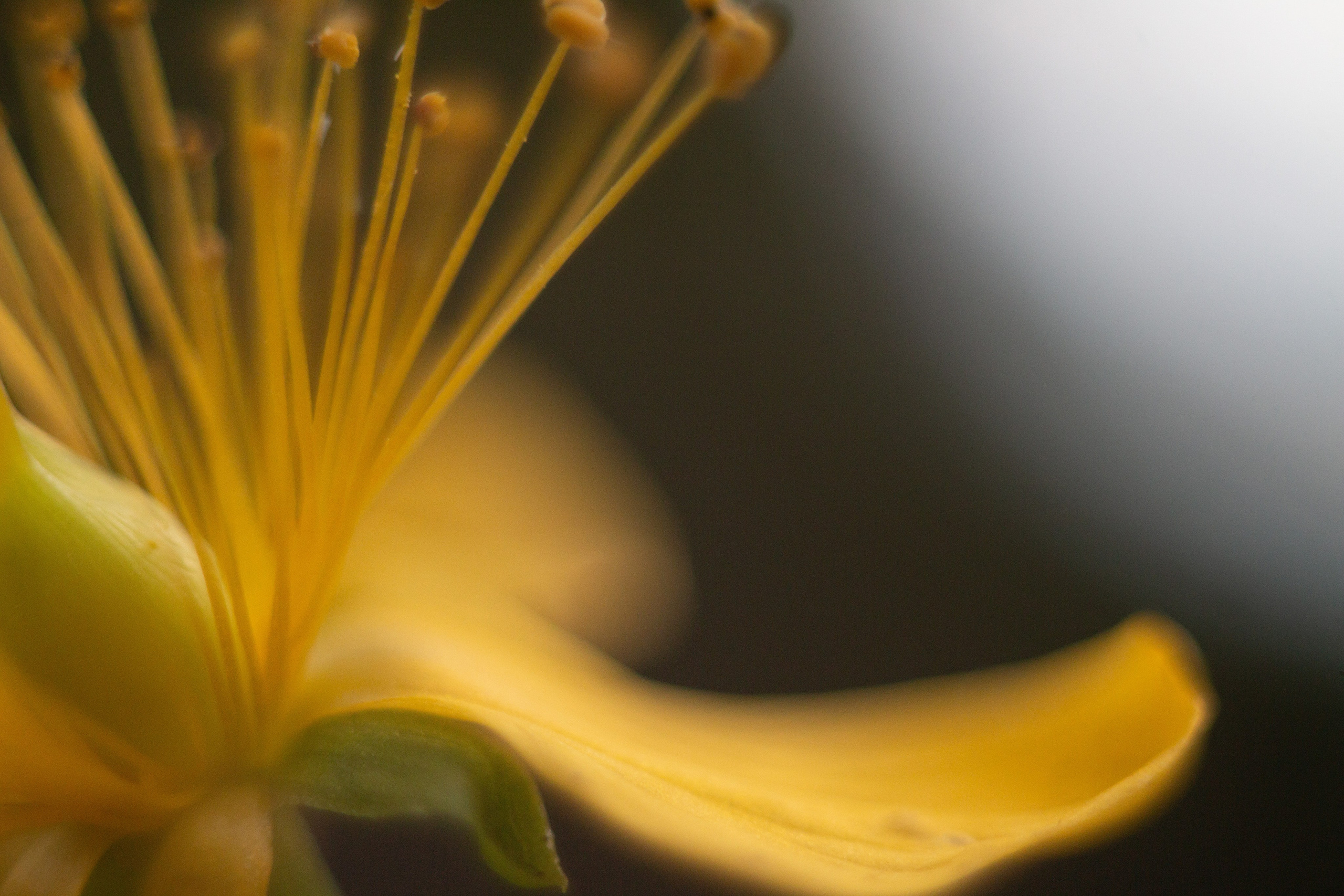 Макро. Фотограф Лагутин Анатолий