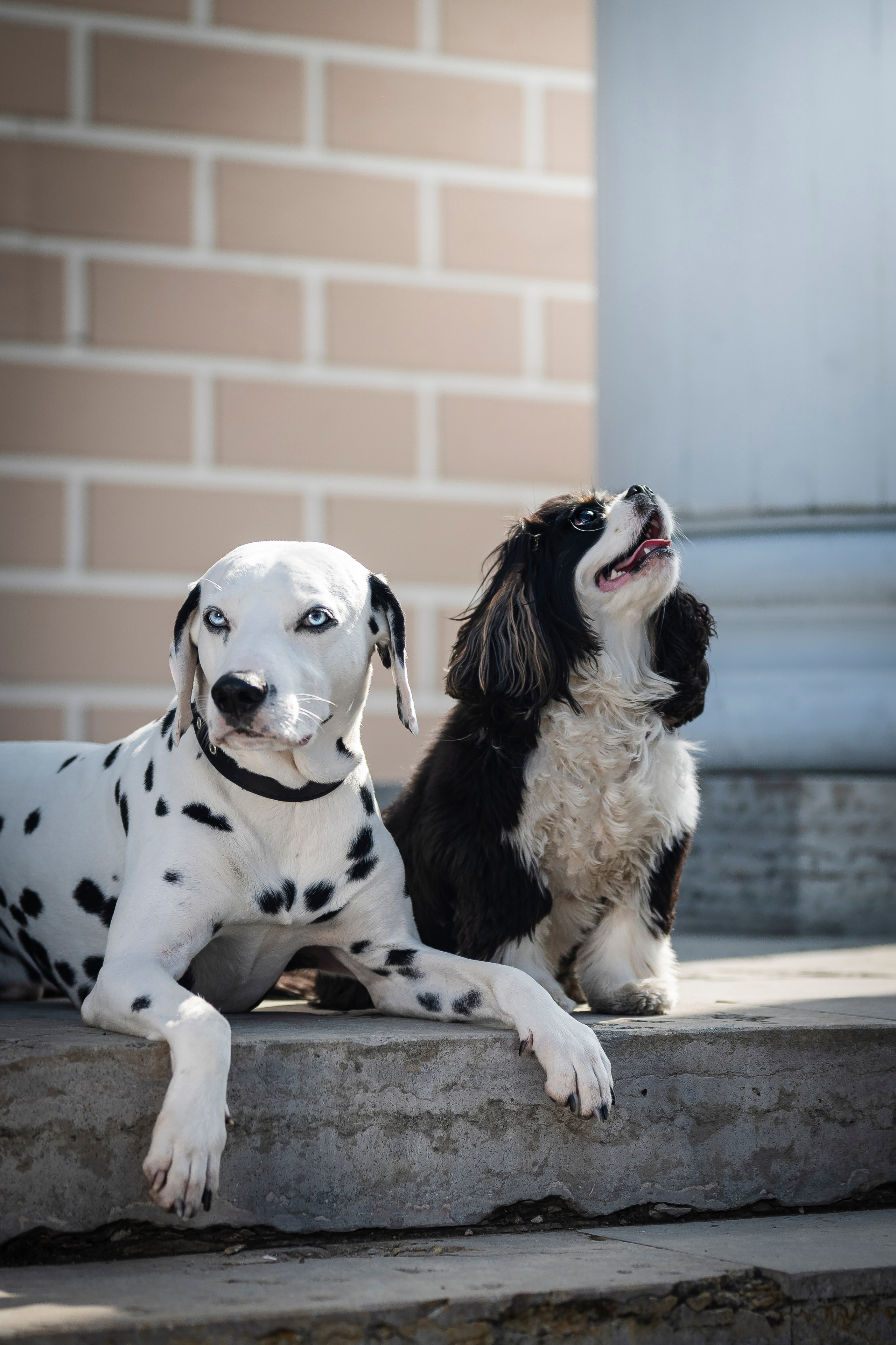 DOGIGO на прогулке. Фотограф анималист в Санкт-Петербурге Таша Крейв