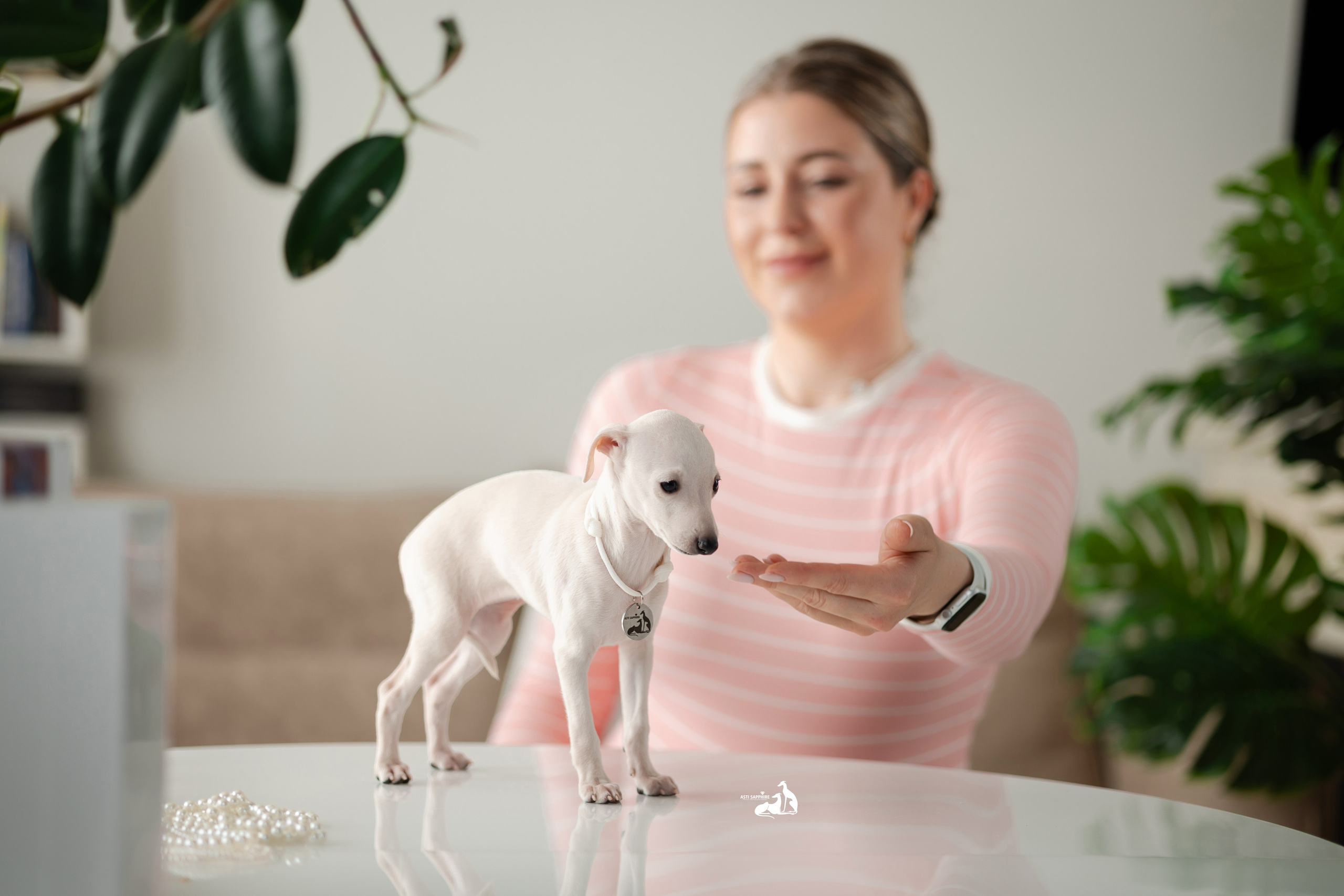 Белоснежные. Professional Italian Greyhound Kennel RKF/FCI ASTI SAPPHIRE 💎 Sochi|St. Petersburg