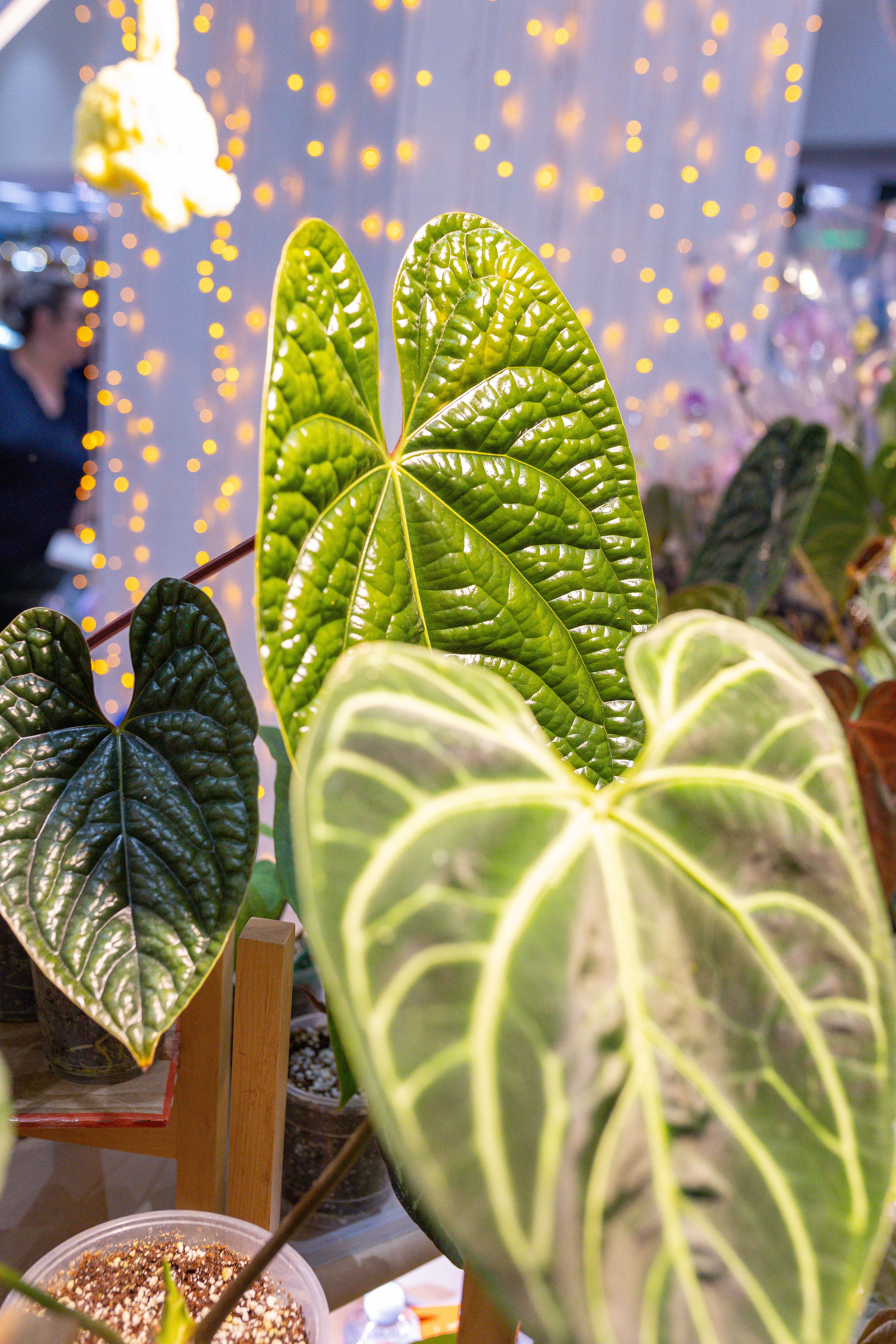 Орхидиум 12.2025. Александра Куликова фотограф, Москва