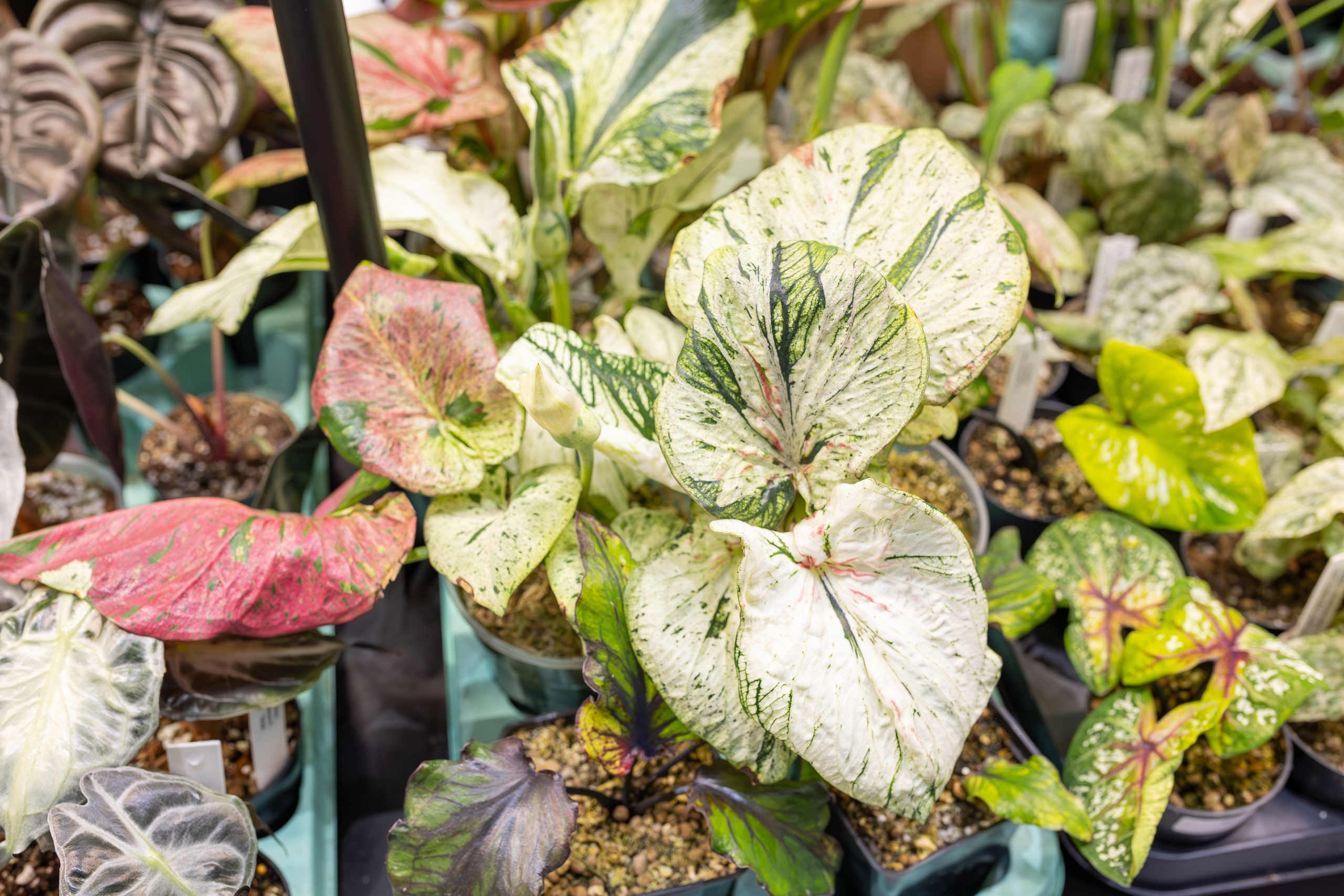 Монстериум апрель 2026. Александра Куликова фотограф, Москва