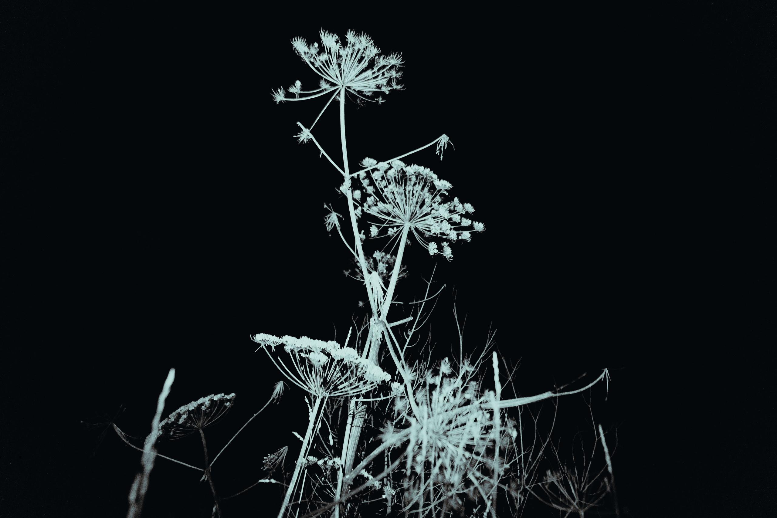 Terra Nova: Пробуждение |Грани Миров. Фотограф Аннё| Москва