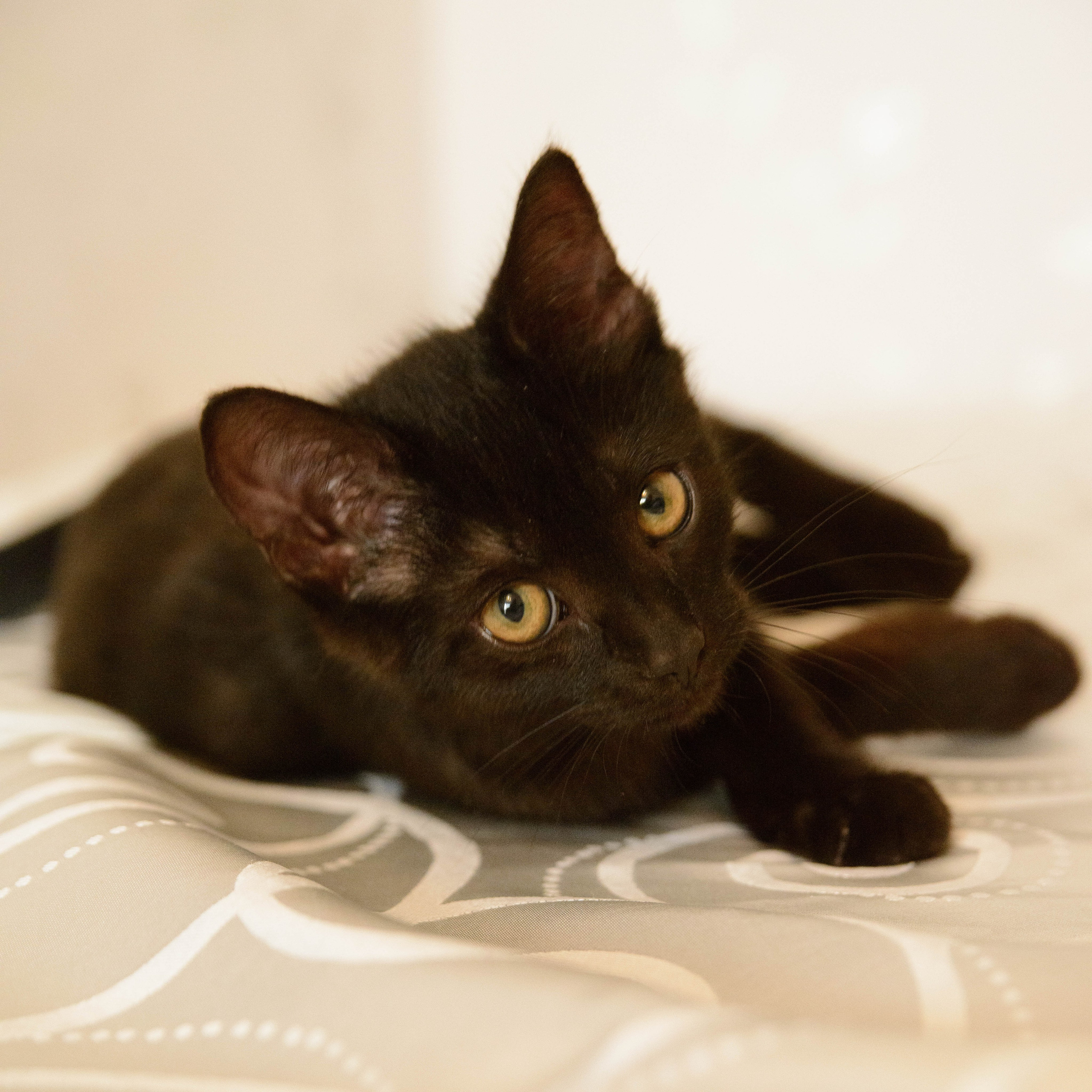 Котёнок. Фотосессии