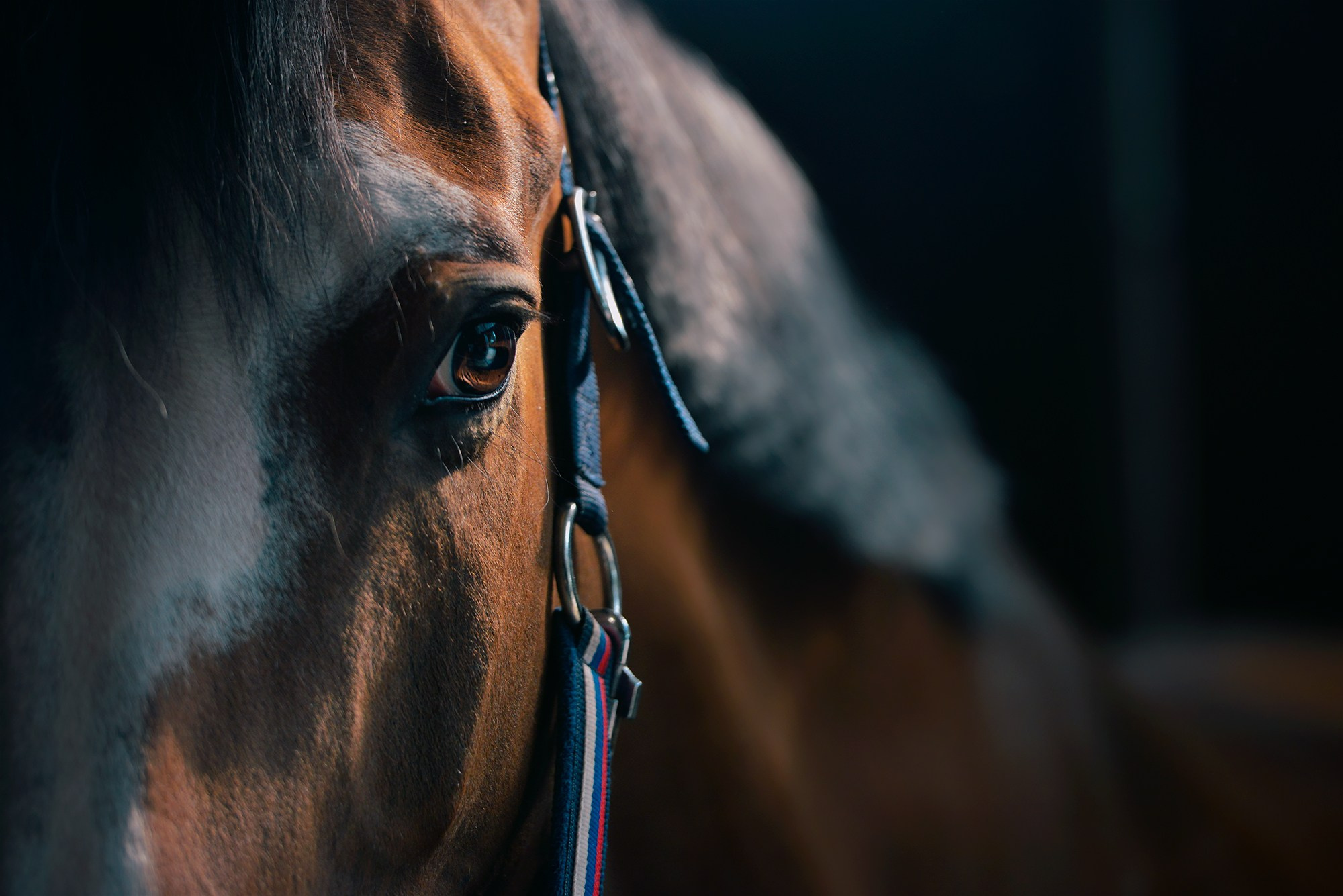 Конные клубы. Конный фотограф Alesya Safe