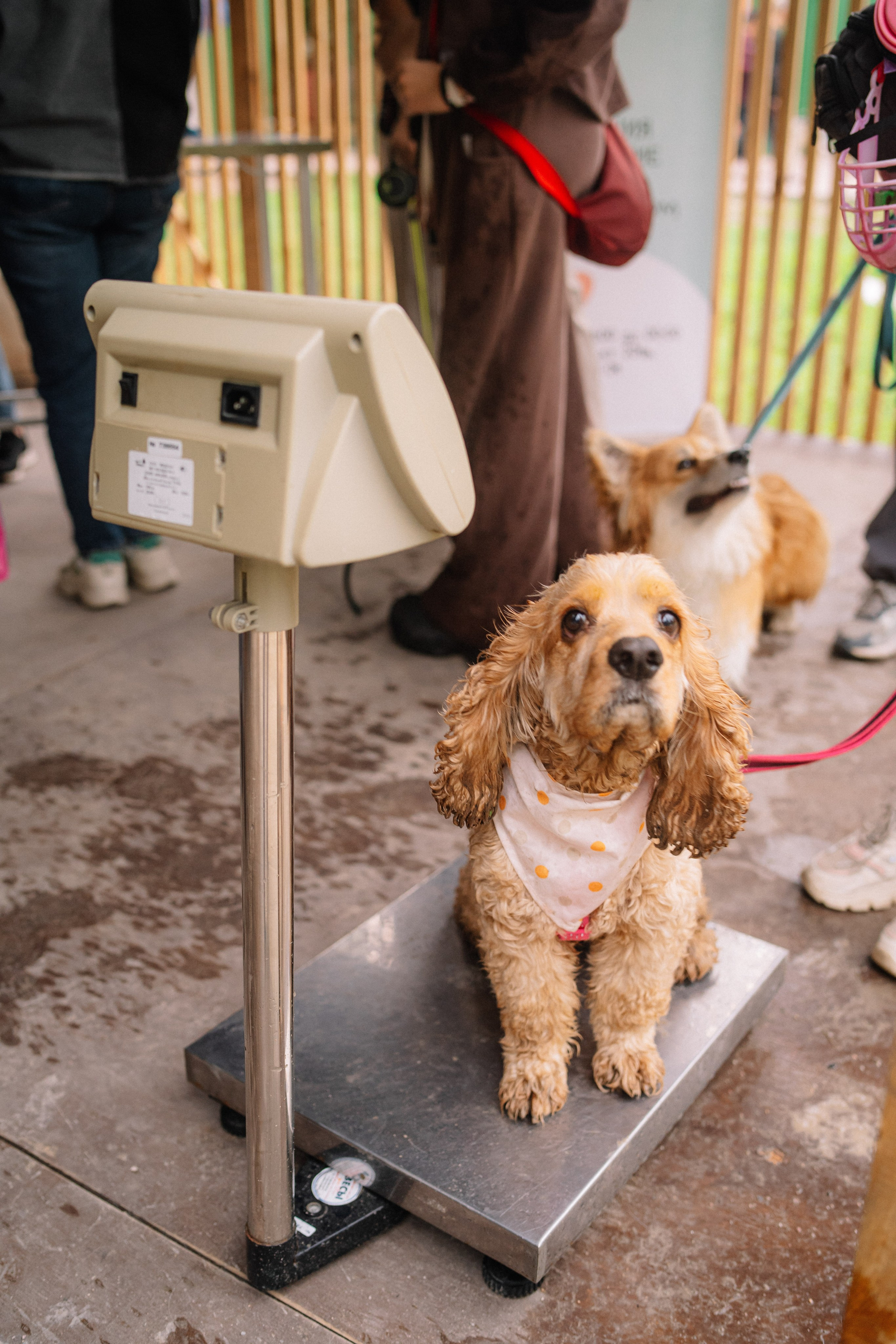 Фотоотчет ЛАПКИ ТАПКИ в Барнауле. Репортажный (Event) фотограф в Барнауле | Даниил Маркин | Качество и вайб