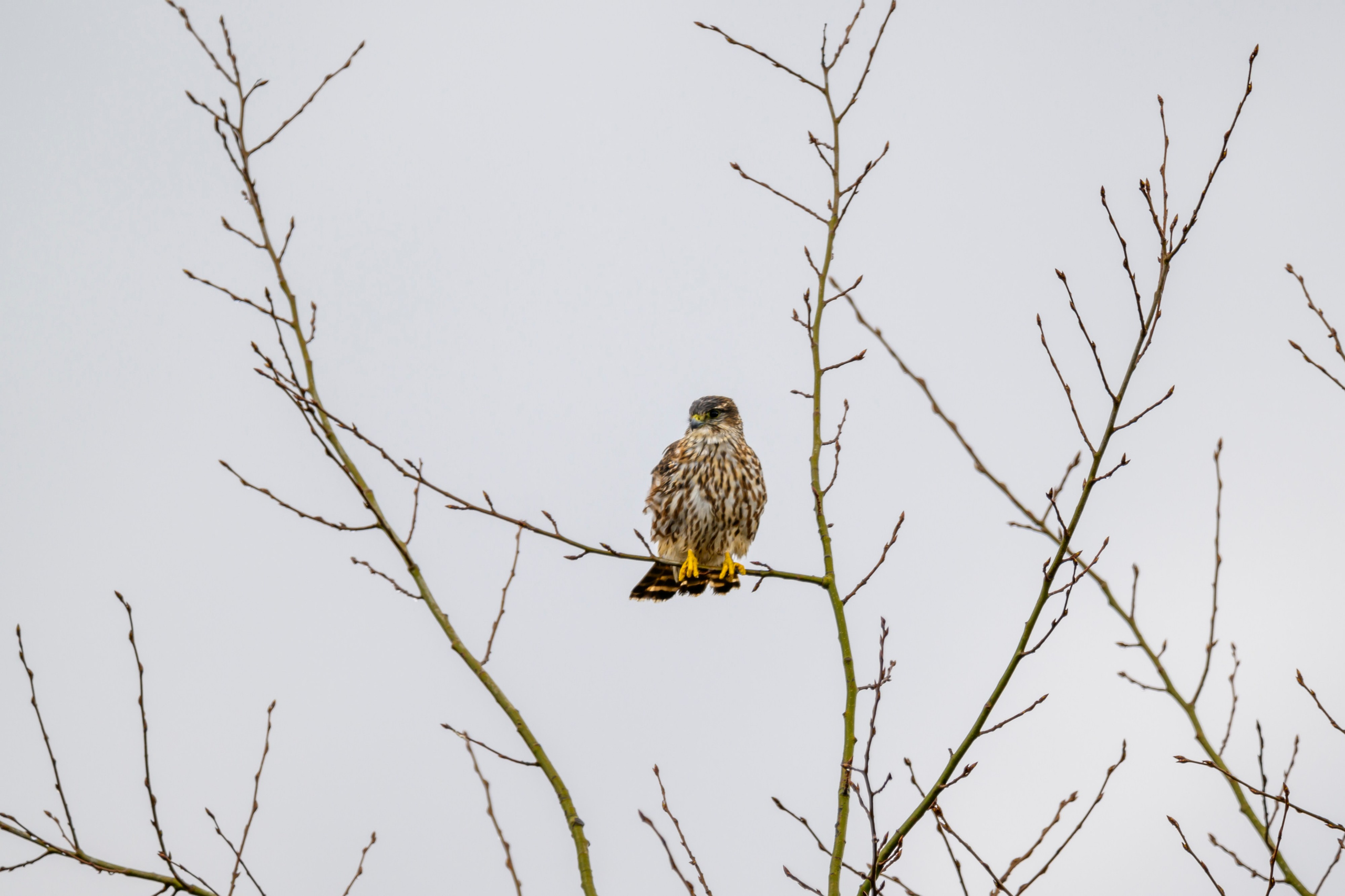 Дербник. Wildlife photography by Sergey Puponin