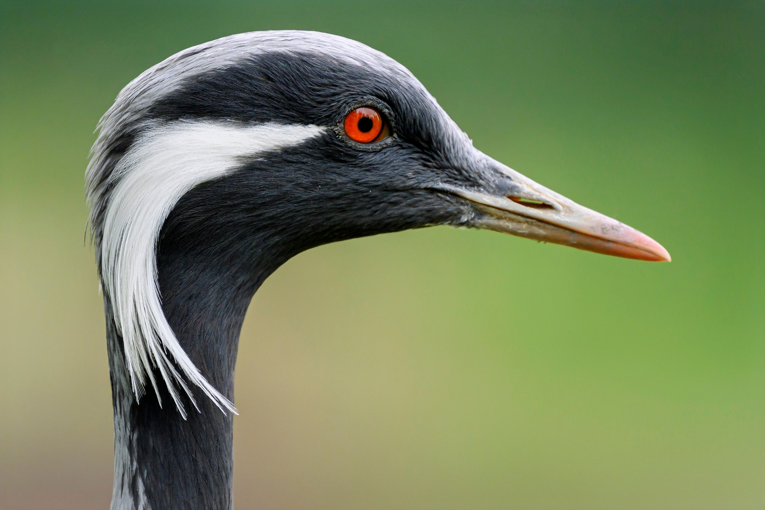 Журавль красавка. Фотограф Сергей Пупонин