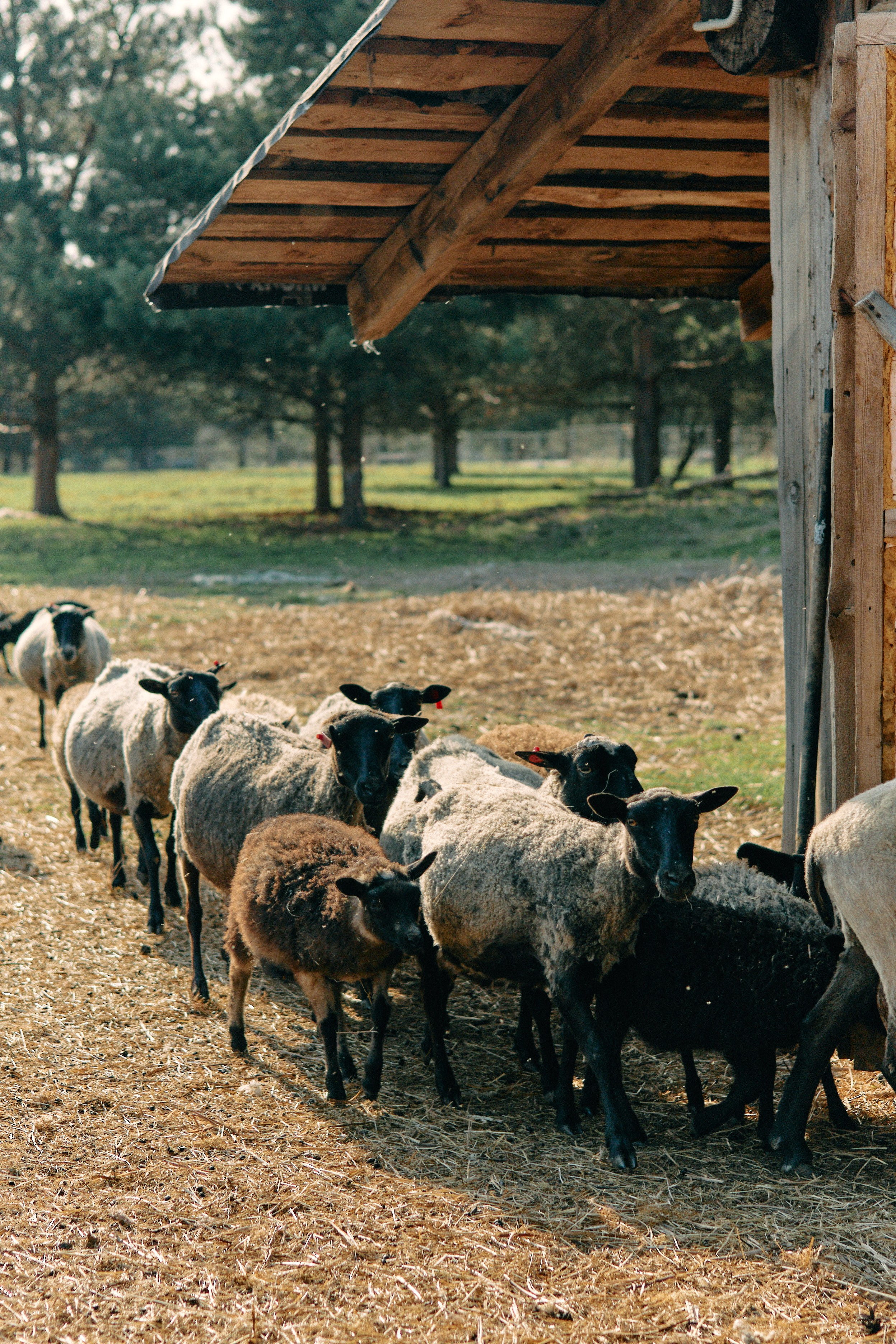 Бутик-отель Поле летом. Профессиональный Фотограф во Владимире, в Москве и в Суздале — Полина Романычева