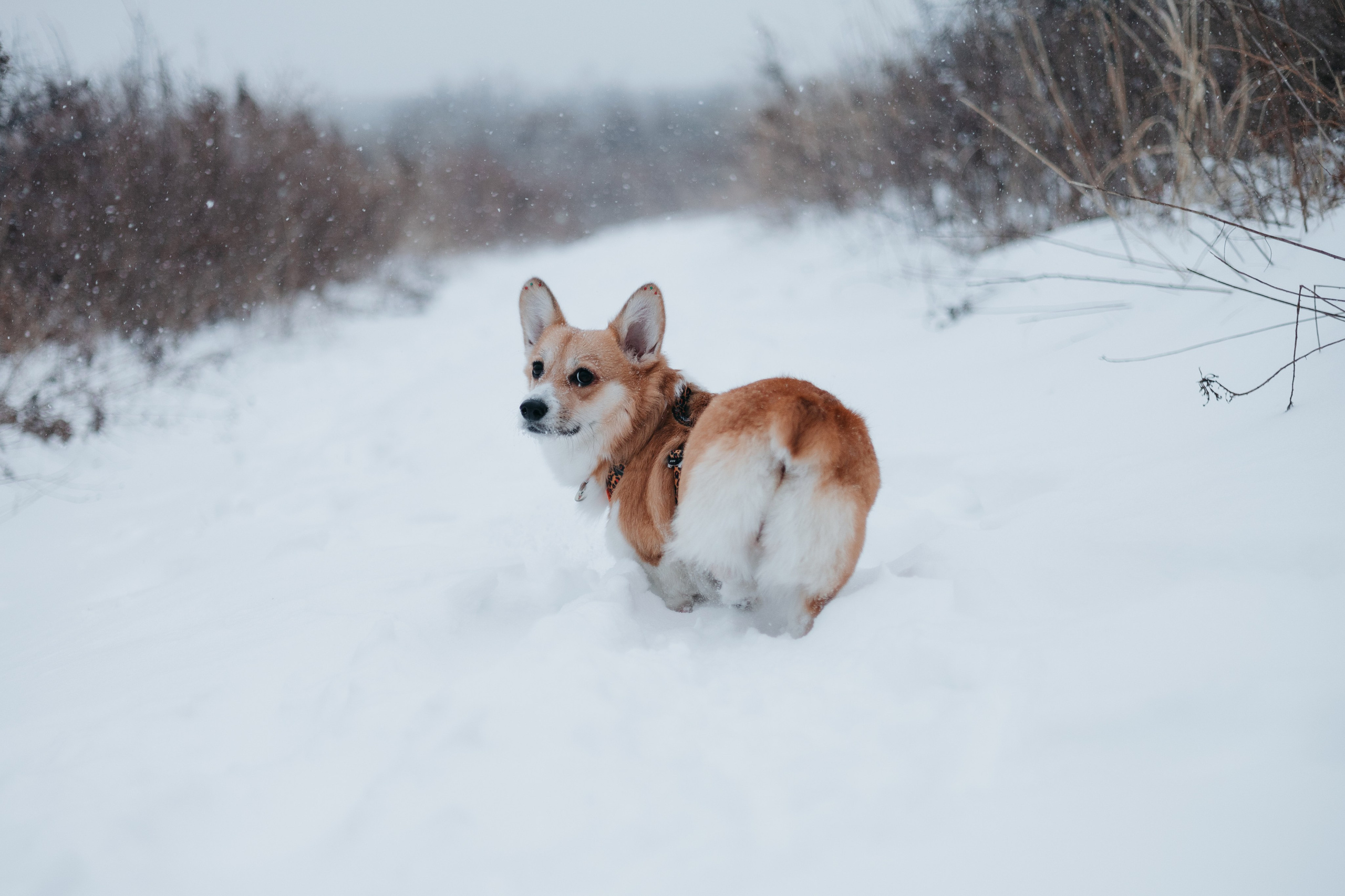 Лена, Лиза и Мия. Фотограф — анималист Владивосток, Алина