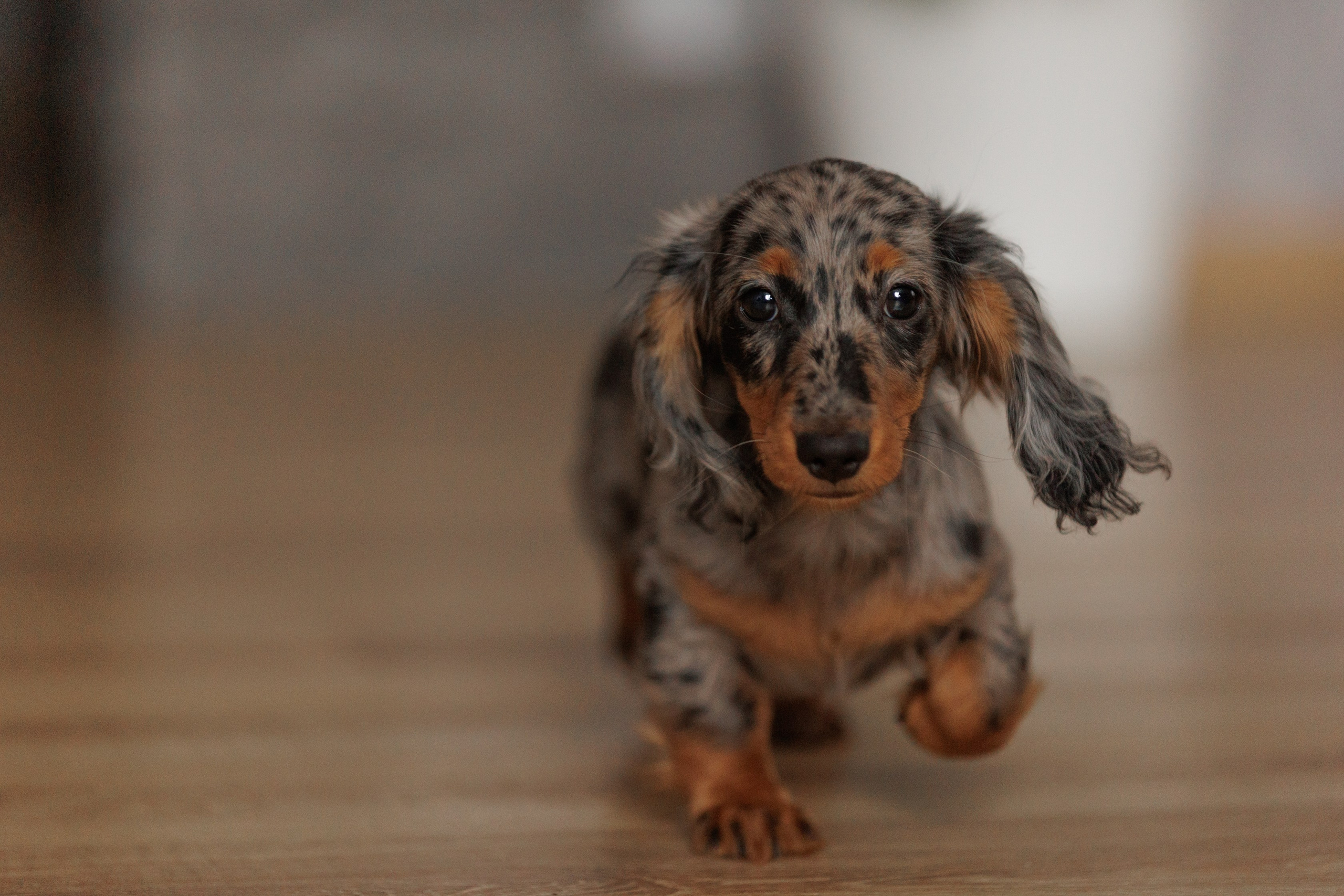 Собаки. Конный фотограф Валынкина Лера
