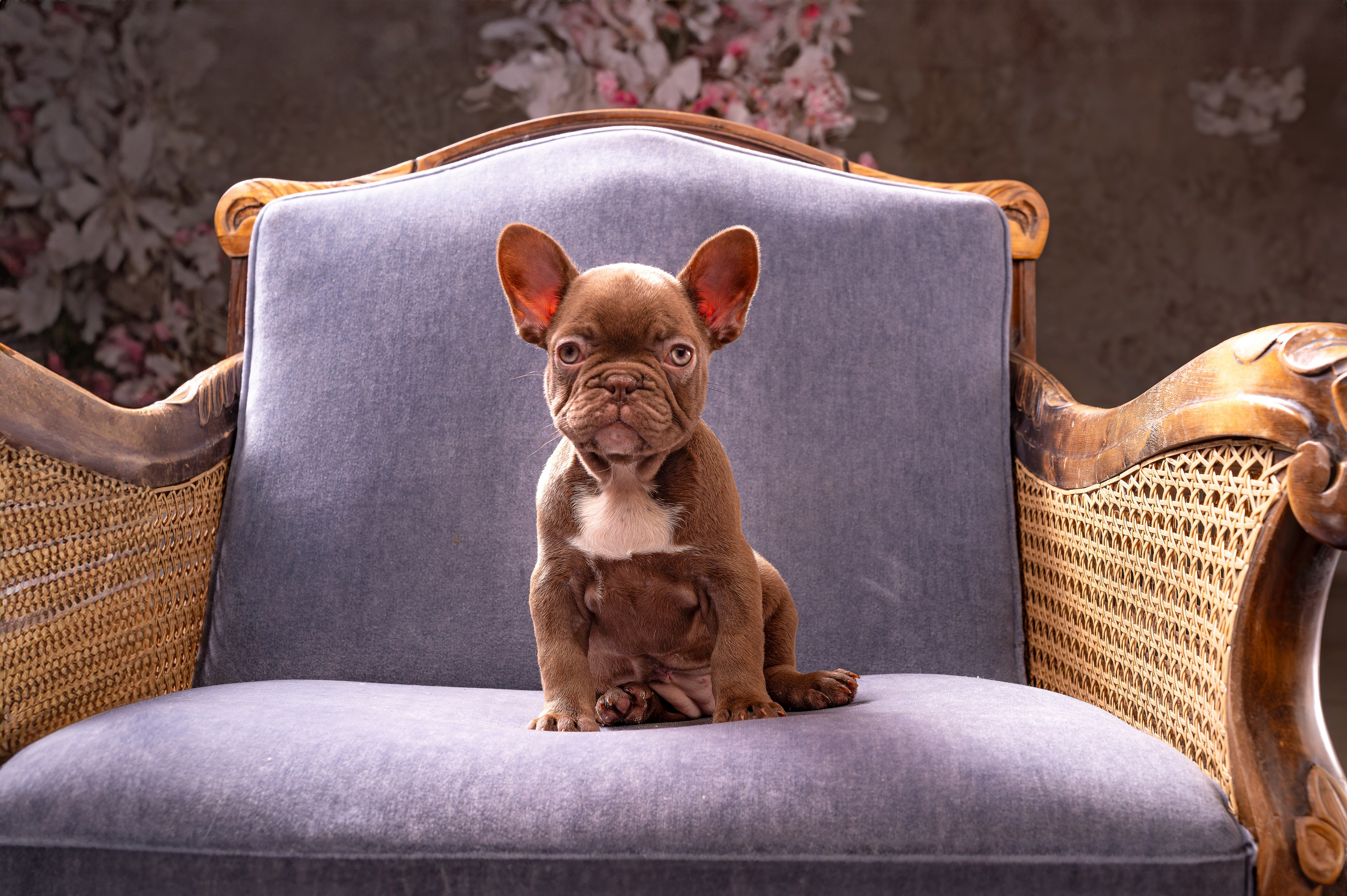 Питомцы. Интерьерный фотограф. Фото- видеосъемка недвижимости Санкт-Петербург