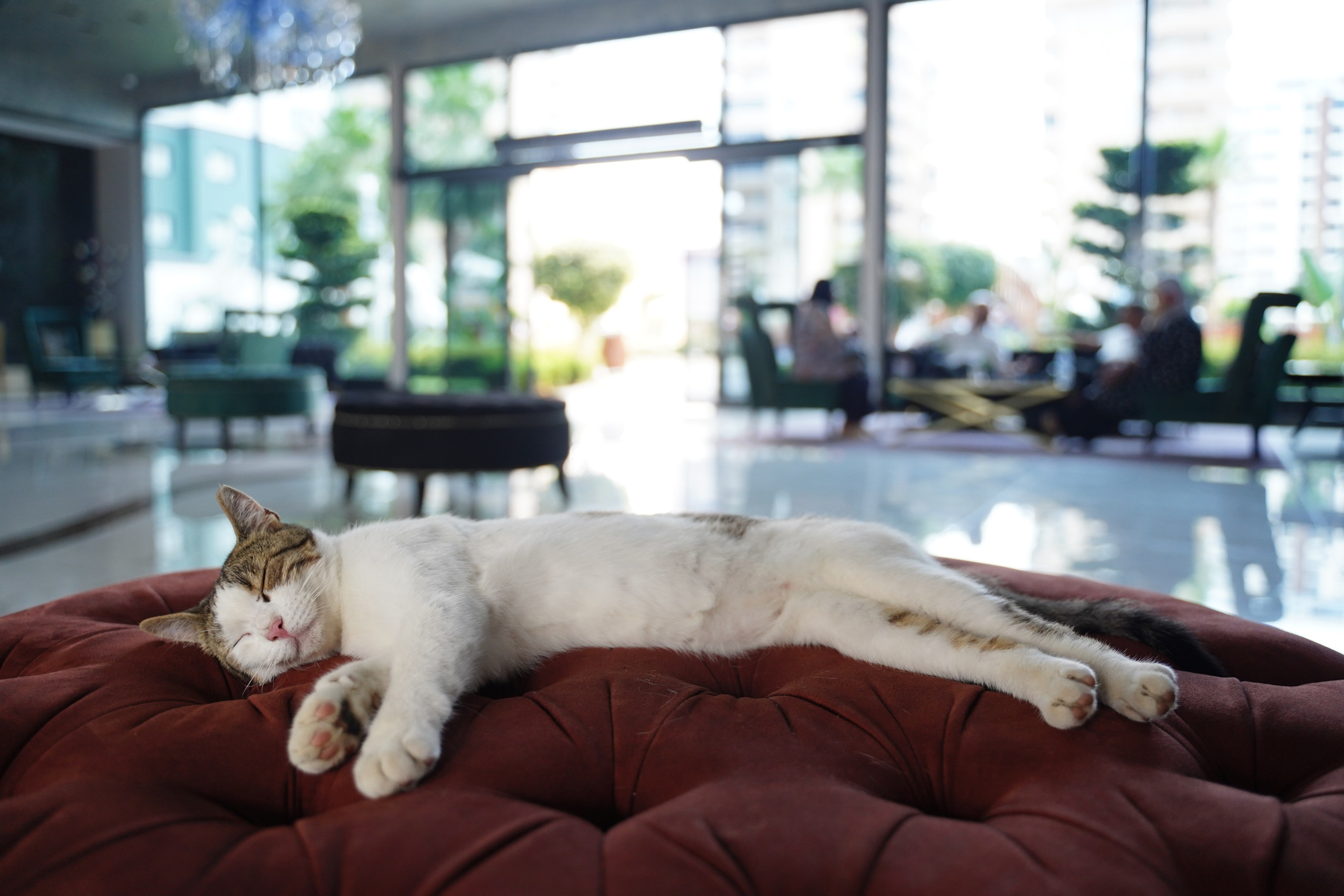 Interiors. Katya Schou