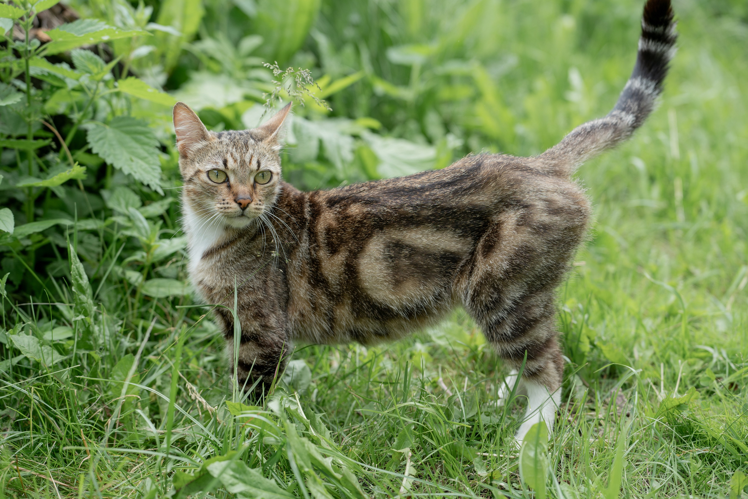 Анимализм. Портретный фотограф Олеся Владимирова в Москве