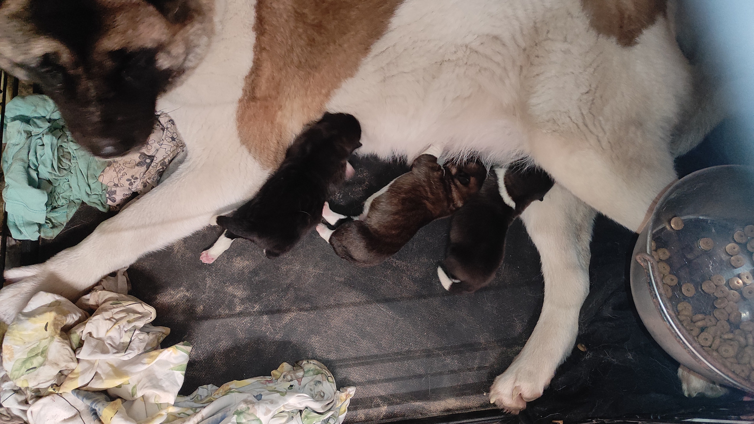 Американская акита  щенки питомник Санкт-Петербург клубные щенки Американская акита питомник RUBYLIGHT Рубилайт купить щенка американской акиты