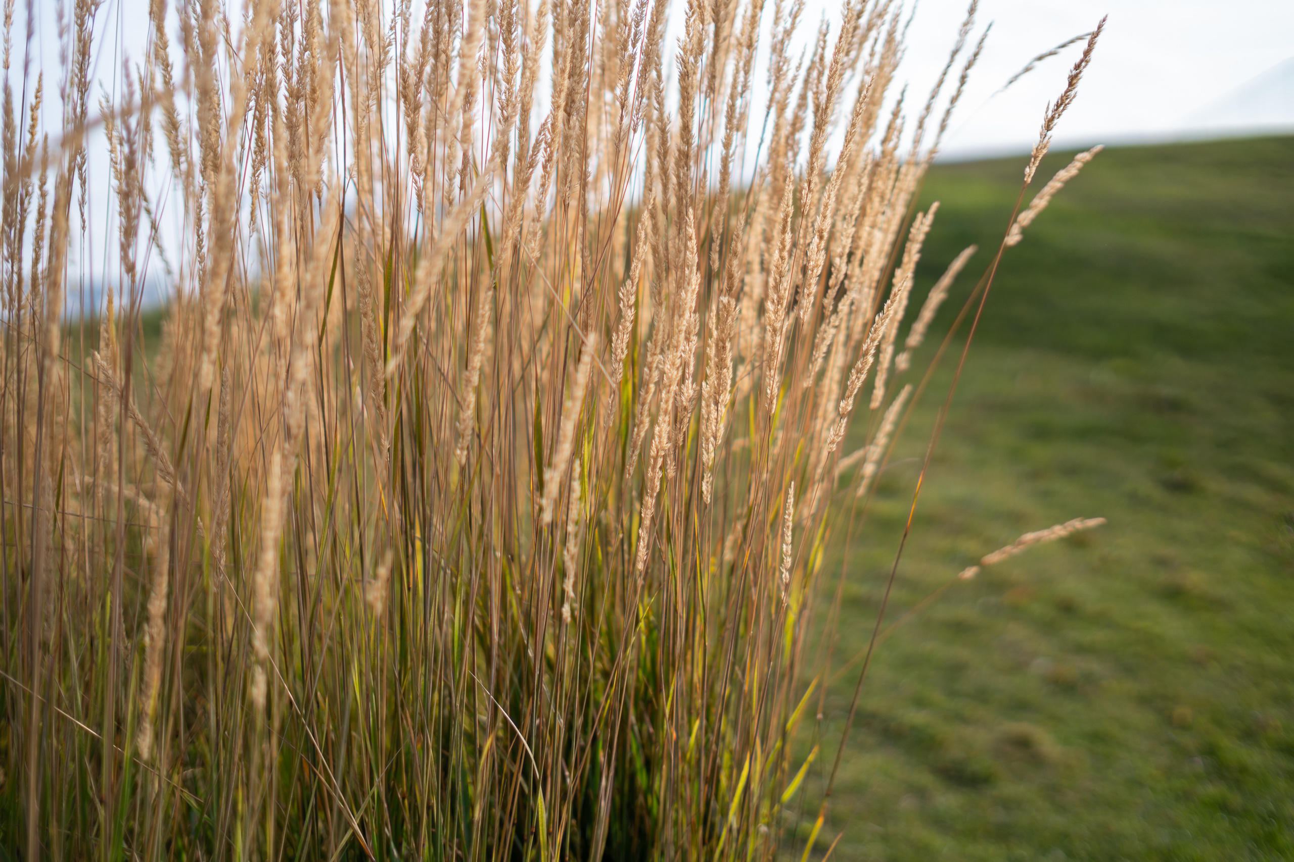 Кустарник и зеленая гора на объектив 7Artisans f0.95