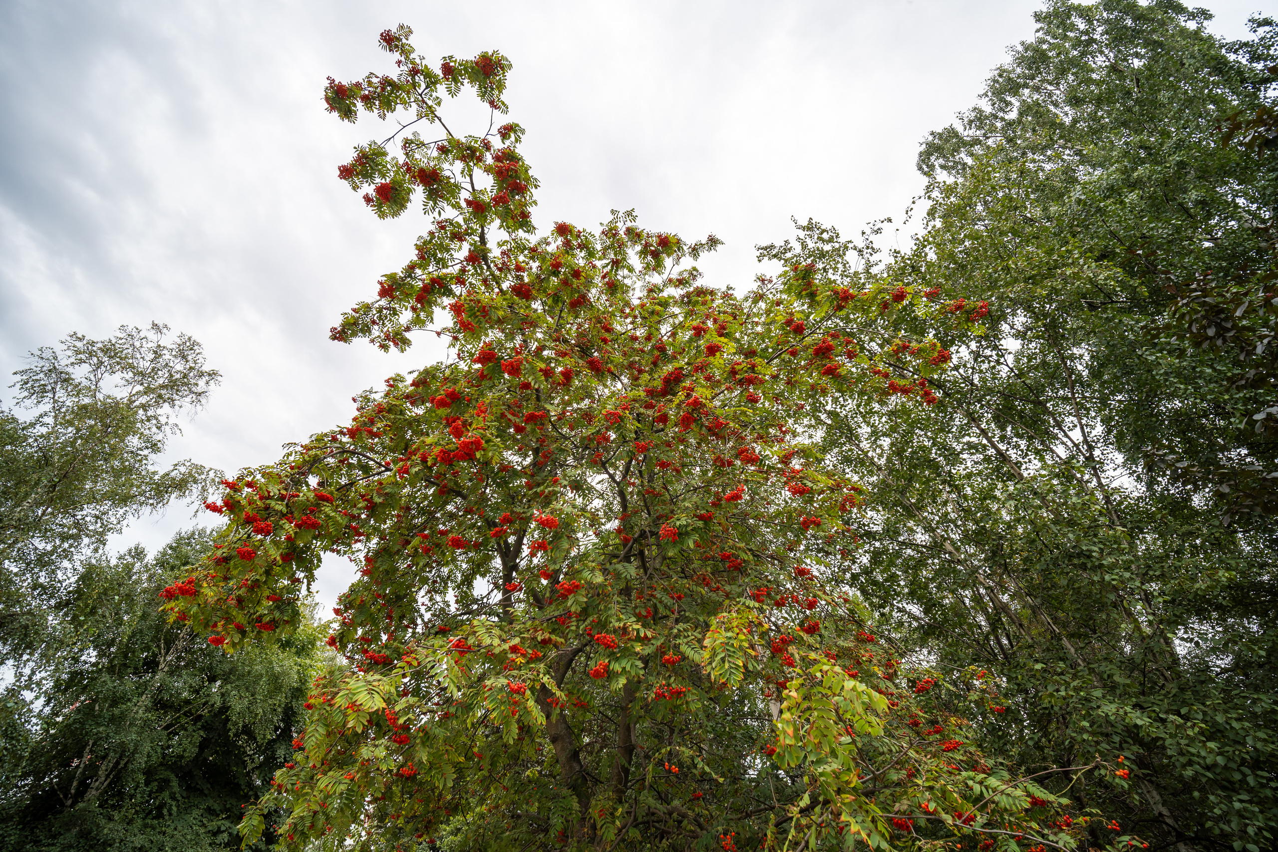 Грозди красной рябины в начале осени