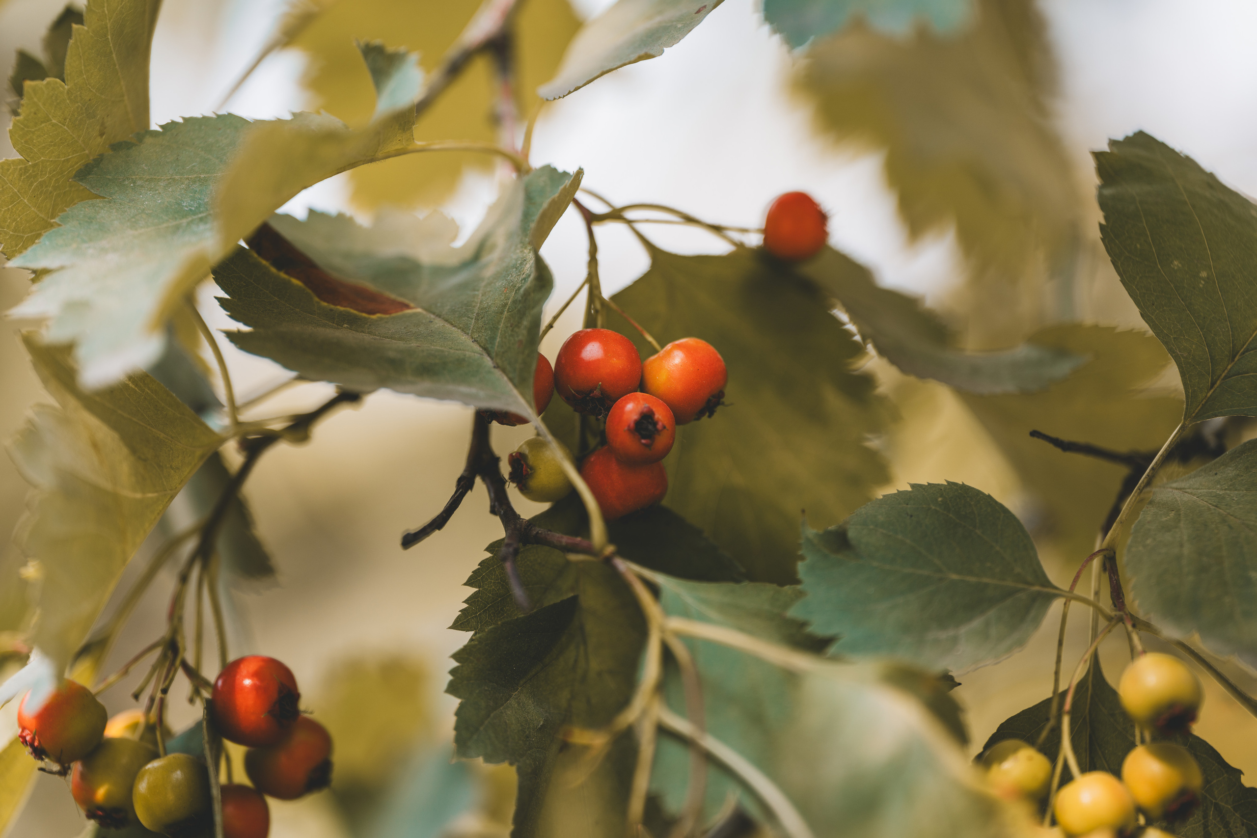 Поспевающие ягоды боярышника в парке у Новодевичьего монастыря в Москве
