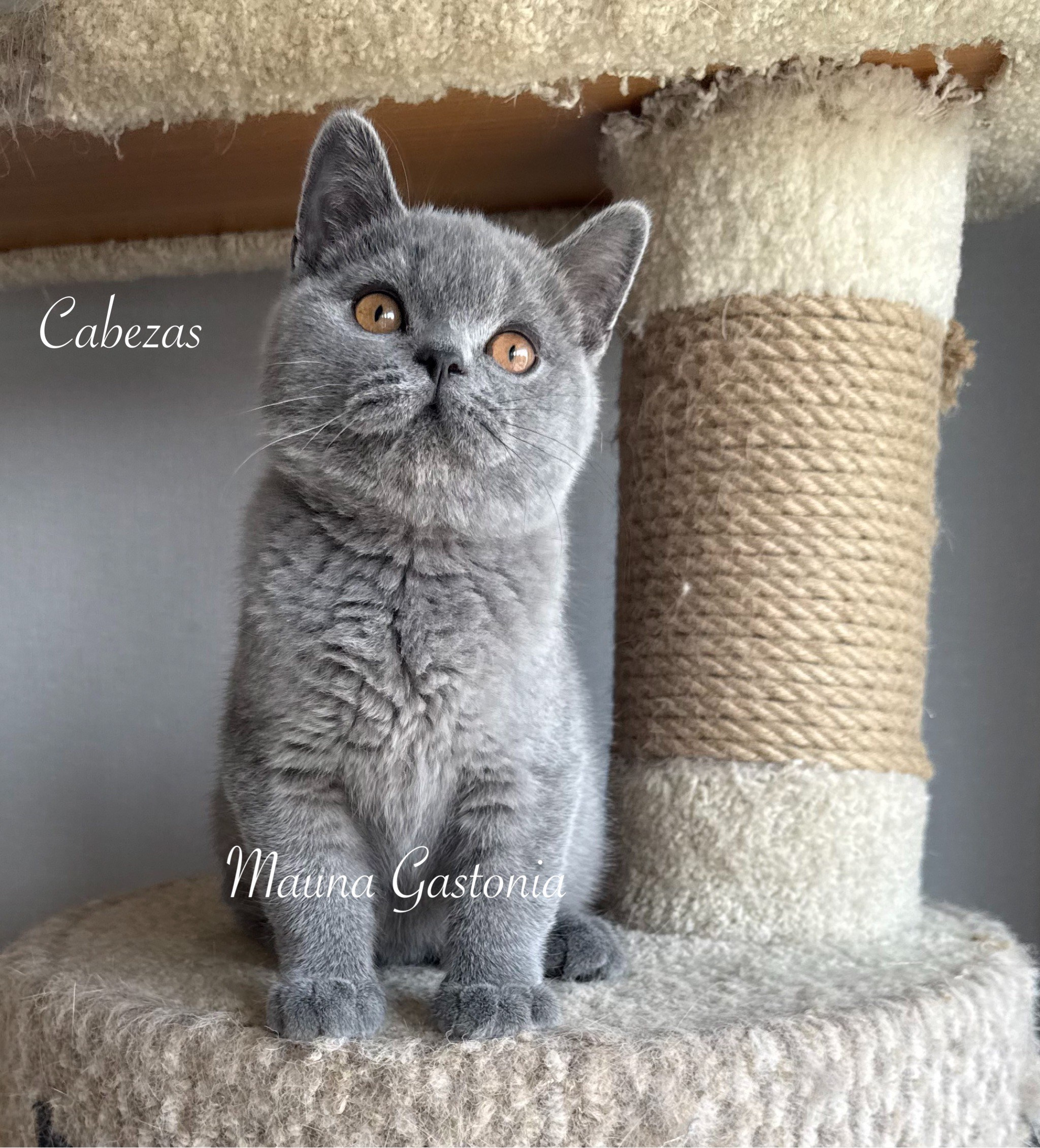 Cabezas. Mauna Gastonia