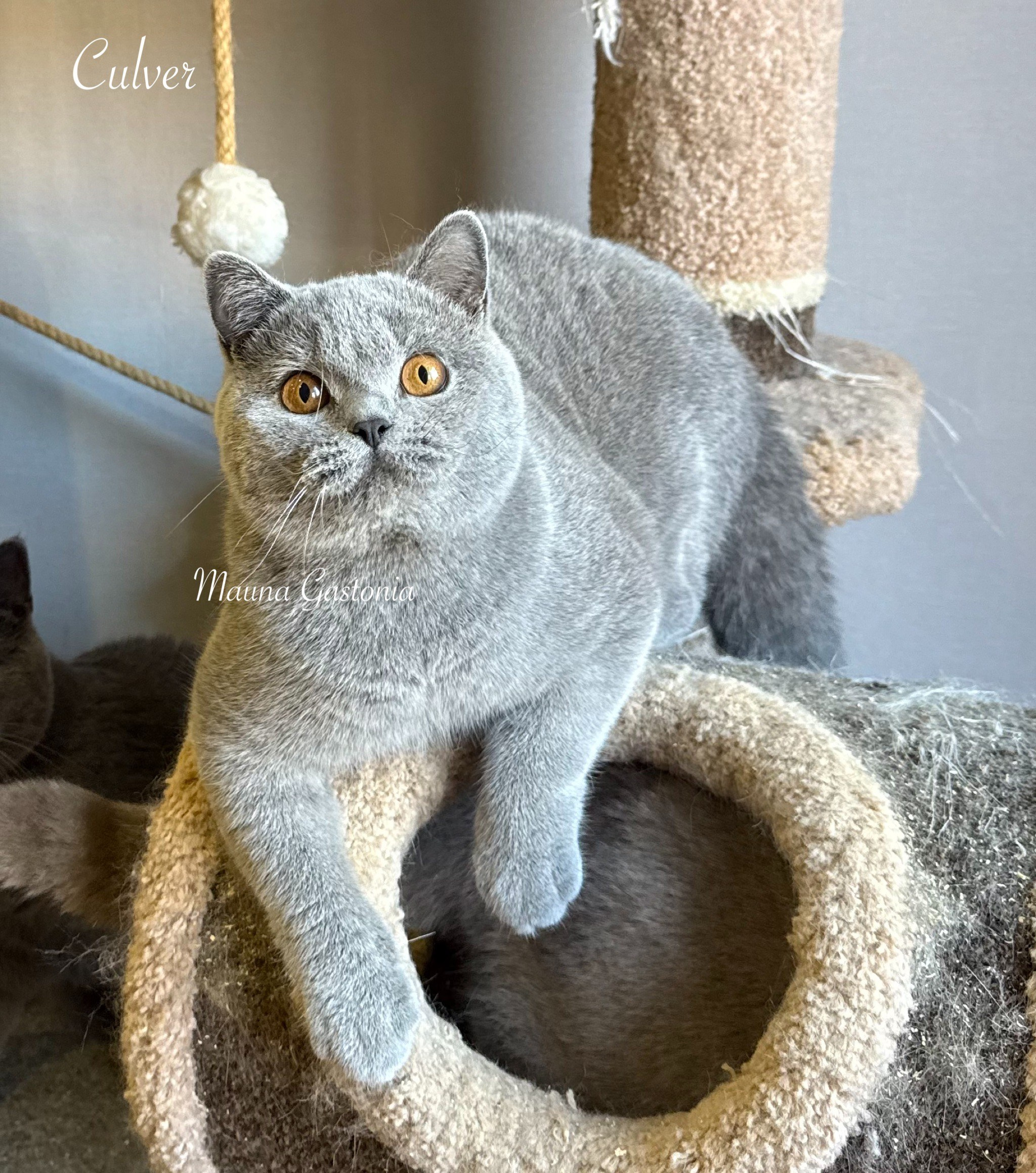 Culver. Mauna Gastonia