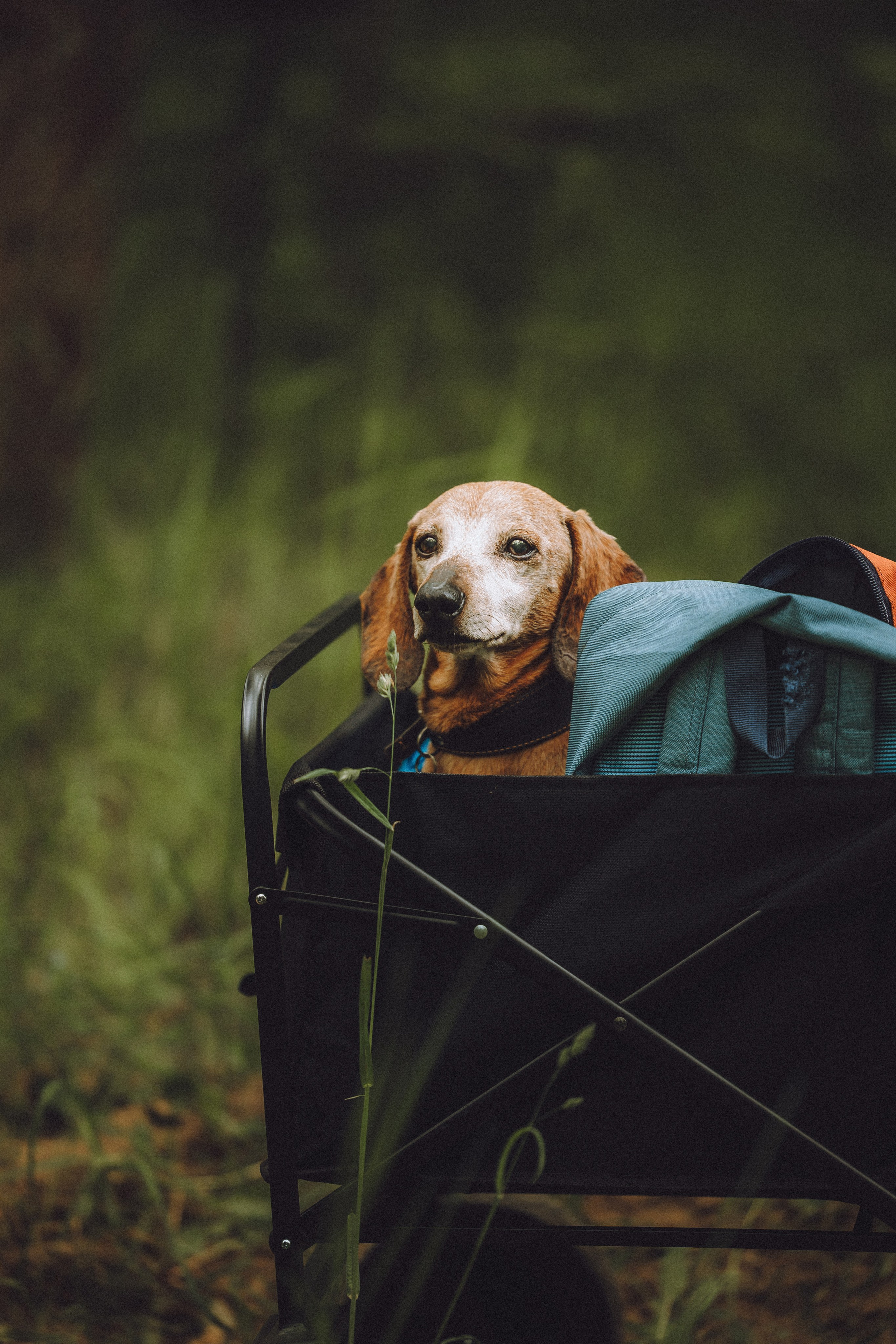 Груша, Данни, Фунтик и их семья