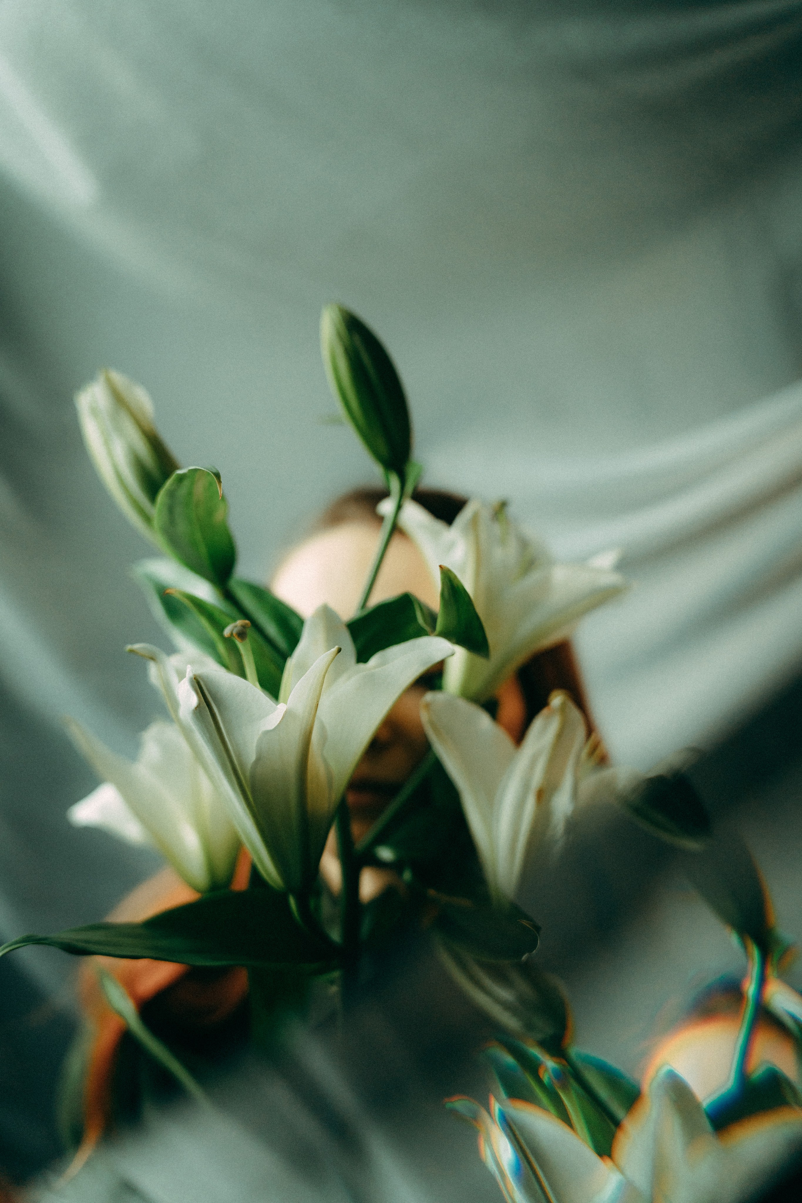 Лилии. Фотограф Москва