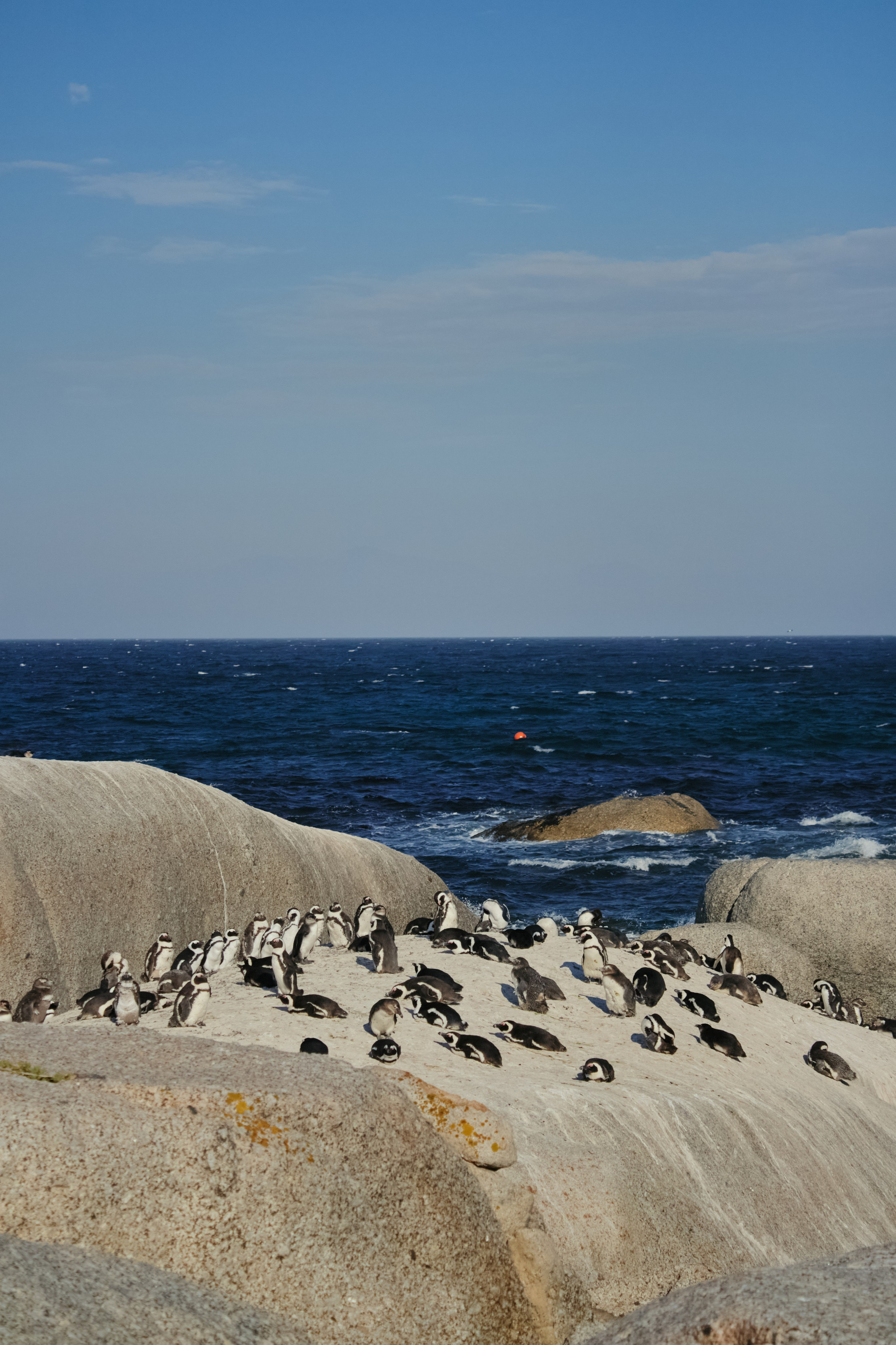 ЮАР. Профессиональный Фотограф во Владимире, в Москве и в Суздале — Полина Романычева