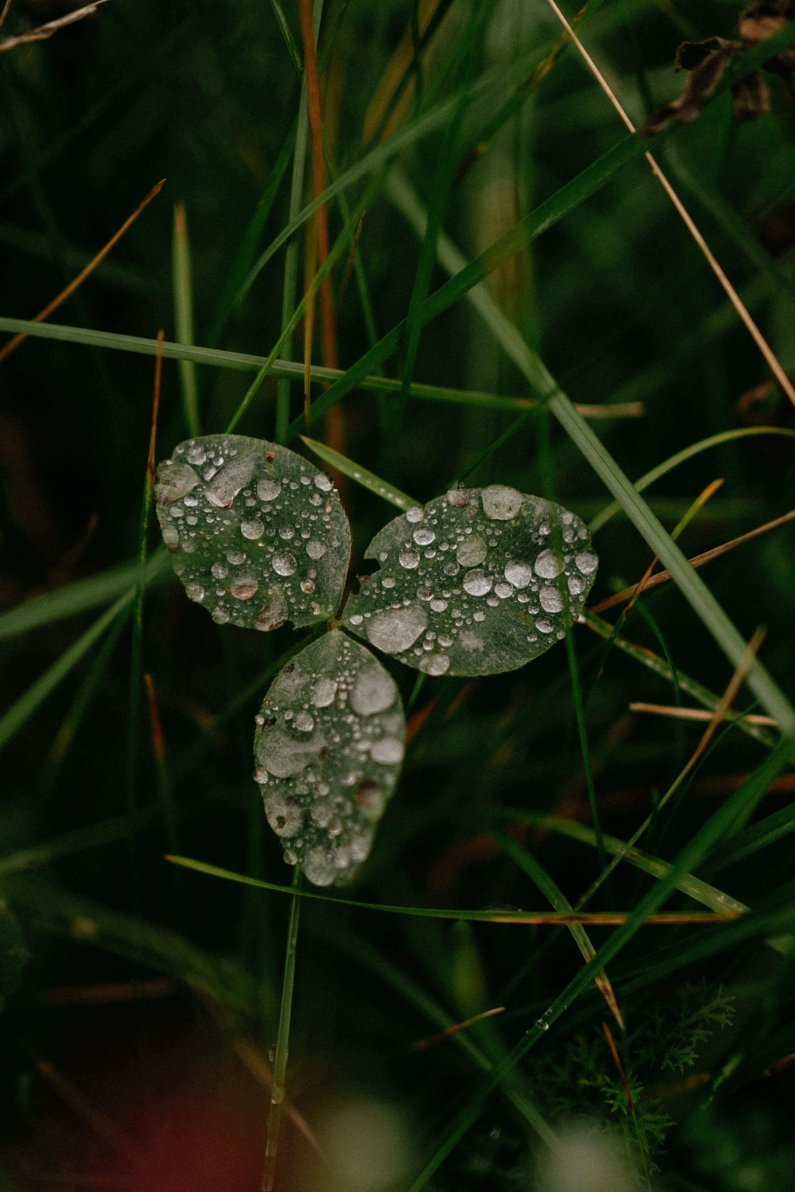 D & Z. Фотограф в Москве Маша Игитова