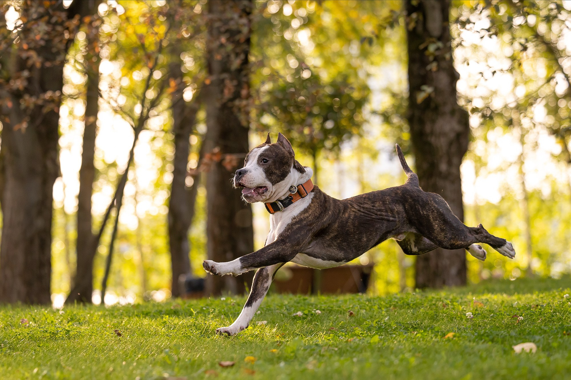 Амстафф Честер и его семья. Фотограф-анималист Natalia Deingel | Фотосъемка собак в Москве