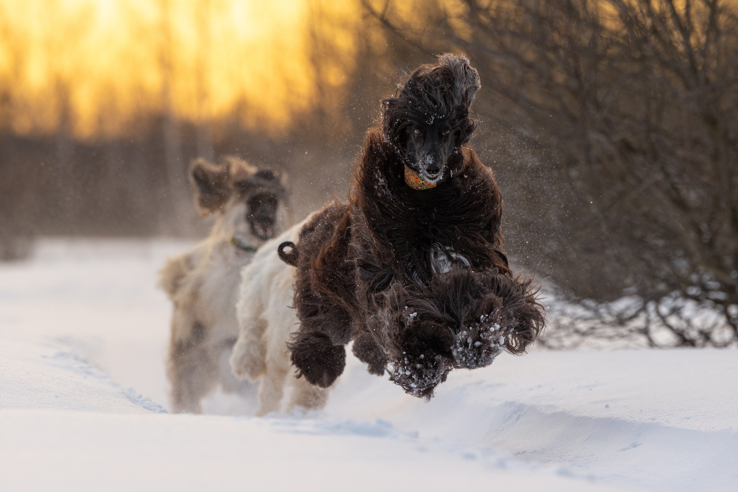 Игры афганов в снегу. Фотограф-анималист Natalia Deingel | Фотосъемка собак в Москве
