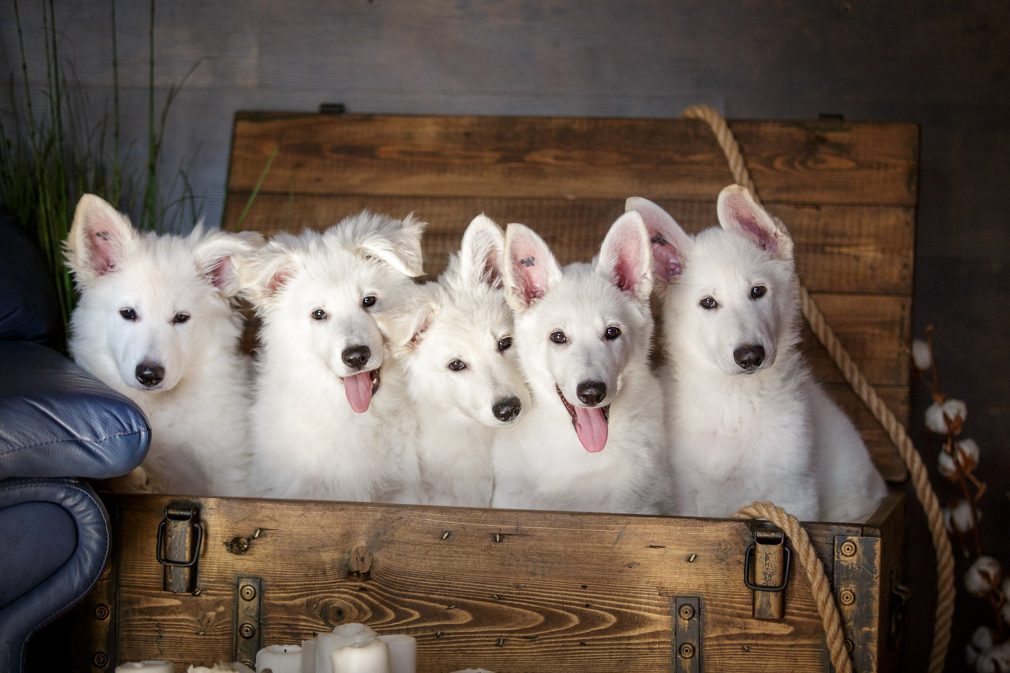 Фотосъёмки щенков. Фотограф-анималист Natalia Deingel | Фотосъемка собак в Москве