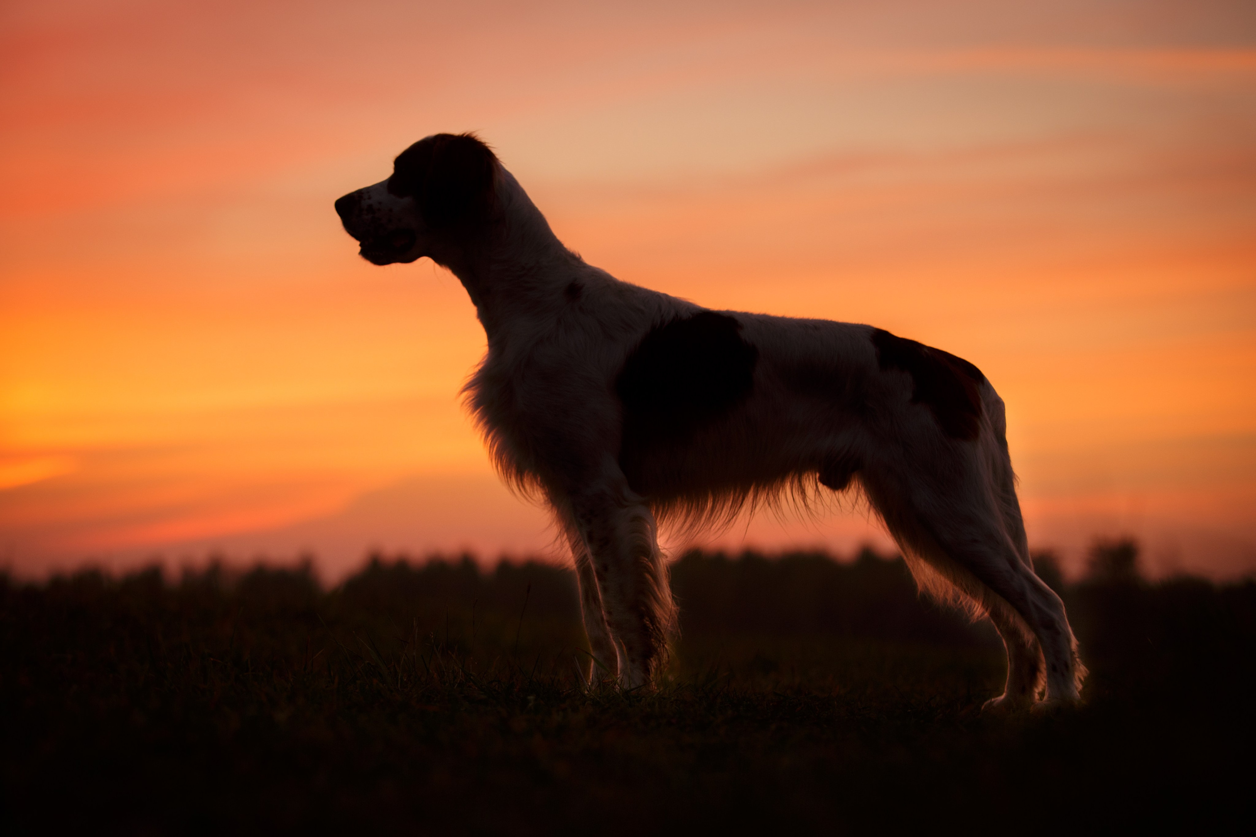 Съёмки собак на природе. Фотограф-анималист Natalia Deingel | Фотосъемка собак в Москве