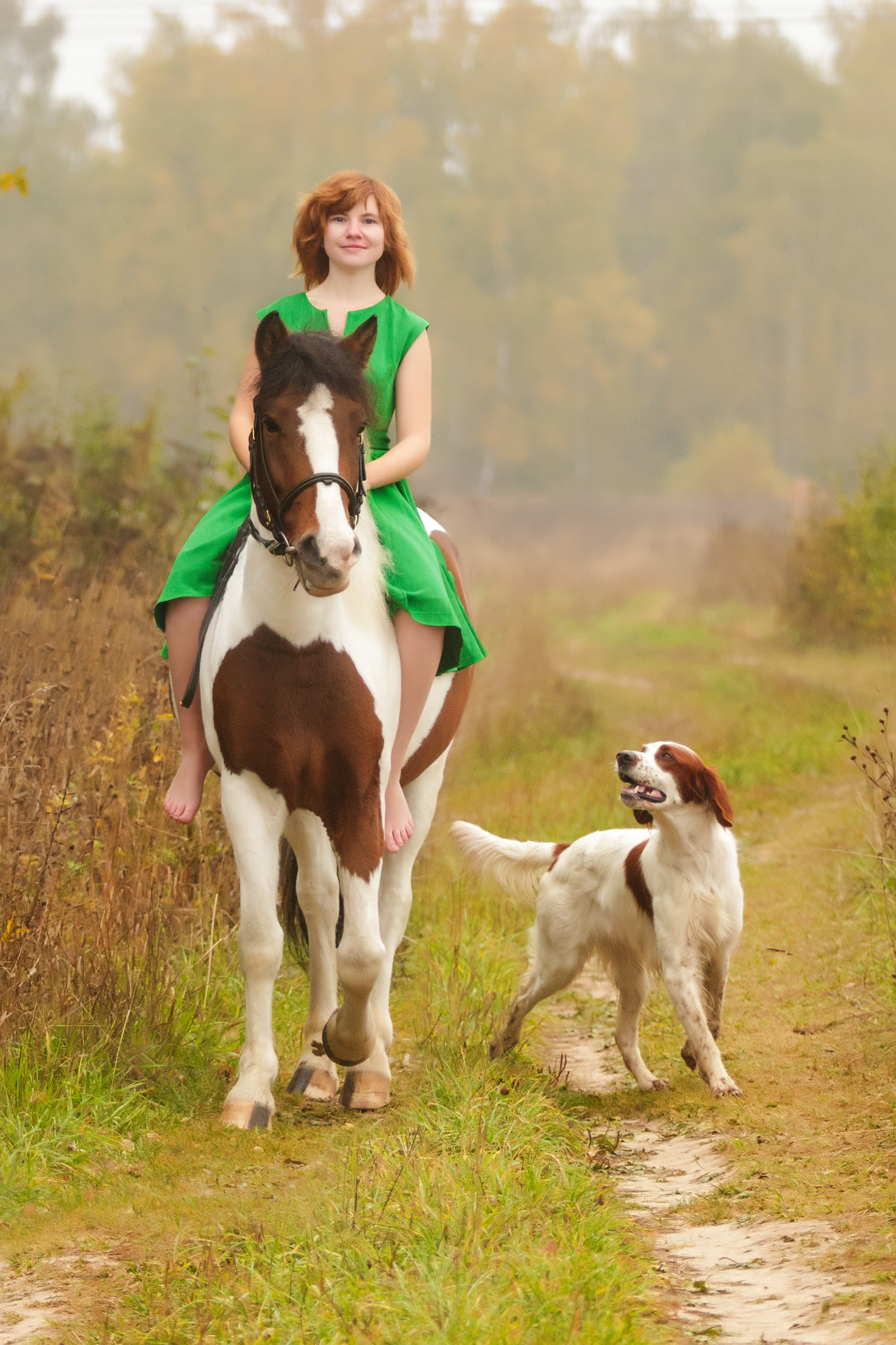 Ирландский красно-белый сеттер Шамрог. Фотограф-анималист Natalia Deingel | Фотосъемка собак в Москве