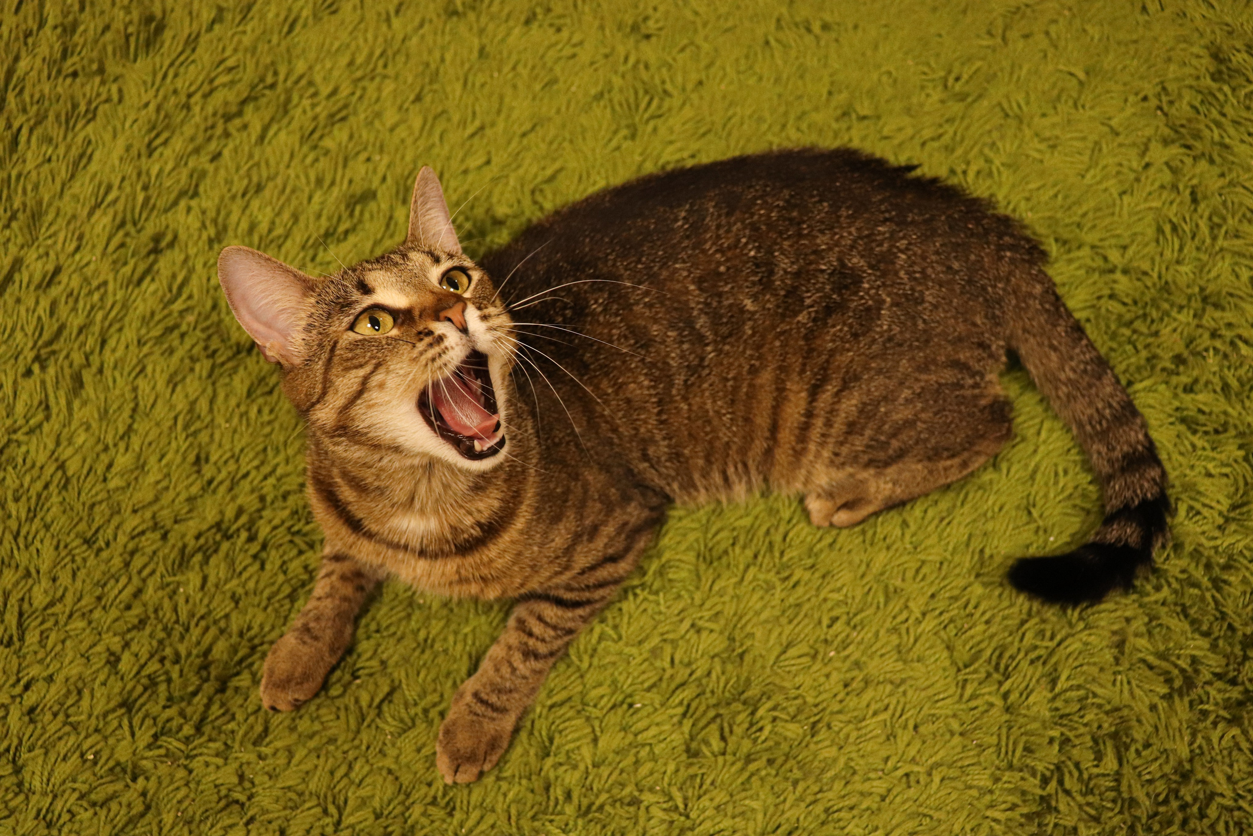 Петербургский дом кота (27 июня 2024). Ивентный фотограф в Санкт-Петербурге Олег Комков