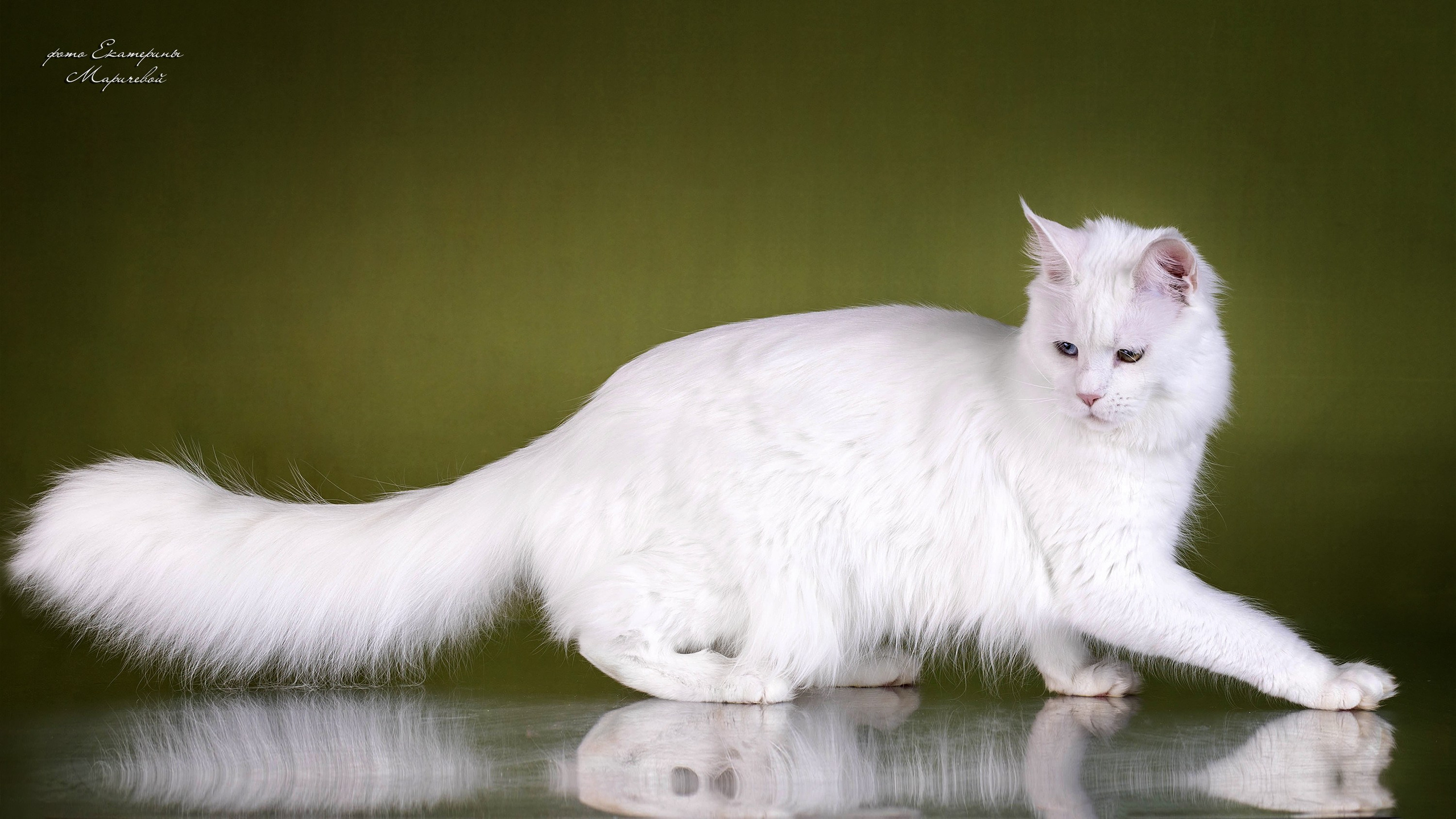 Стендовая съёмка на выставках кошек. Фотограф-анималист в Омске Екатерина Маричева