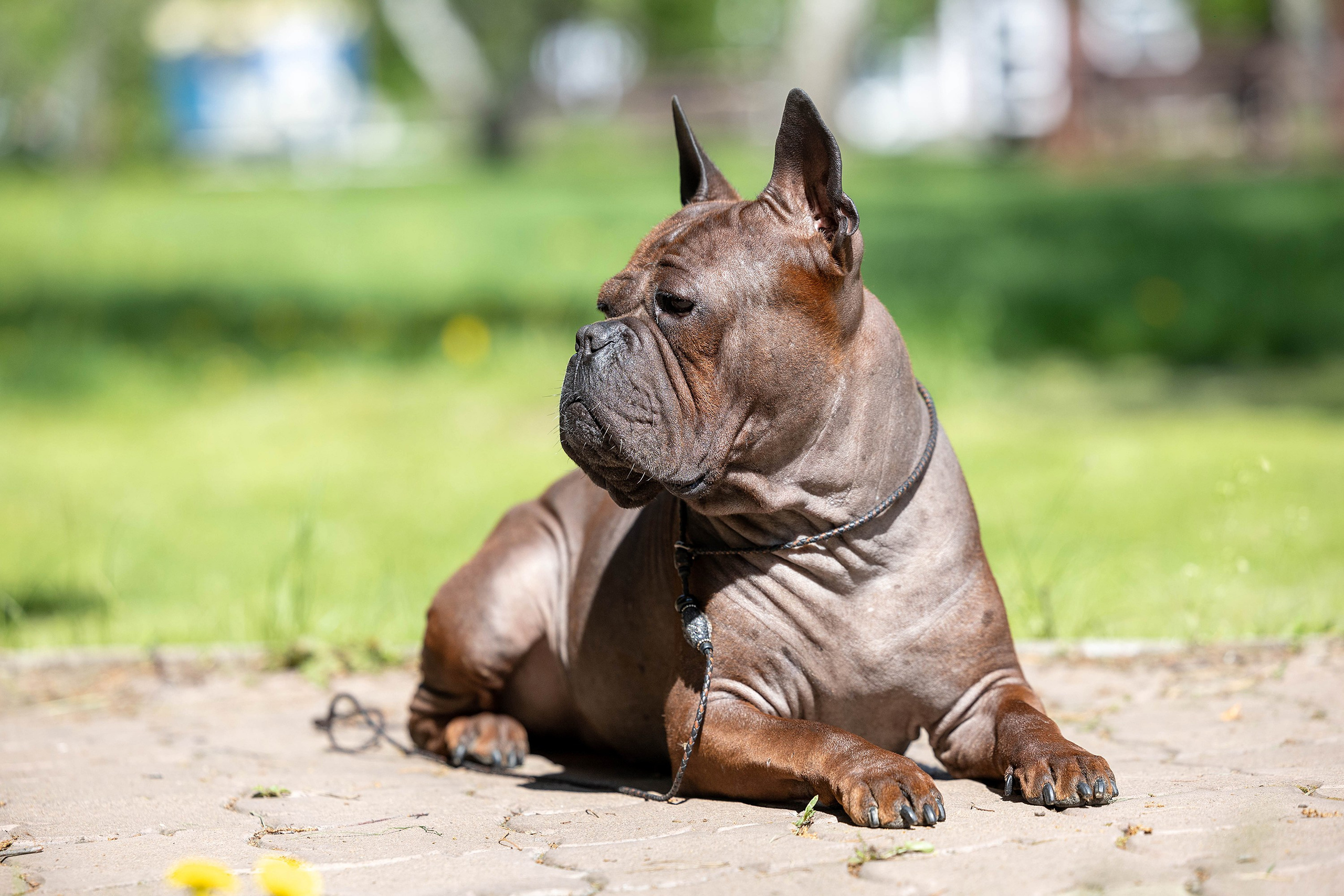 Заринговая съёмка на выставках собак. Фотограф-анималист в Омске Екатерина Маричева