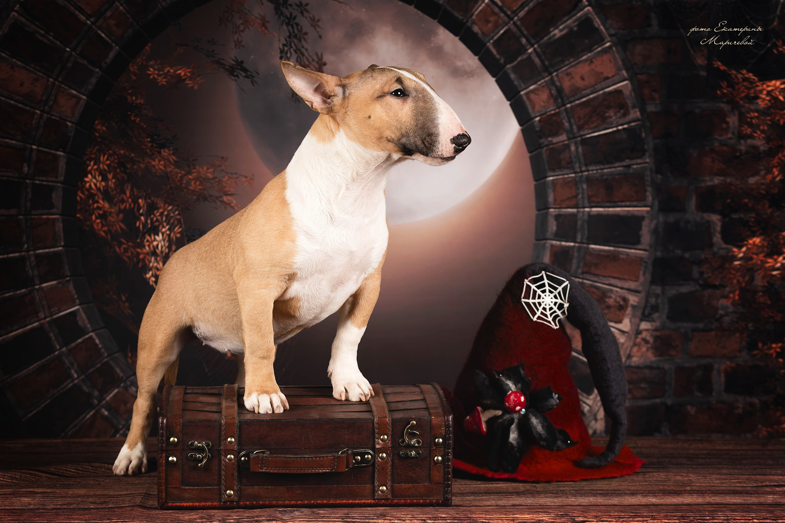 Тематические фоны с рисунком. Фотограф-анималист в Омске Екатерина Маричева