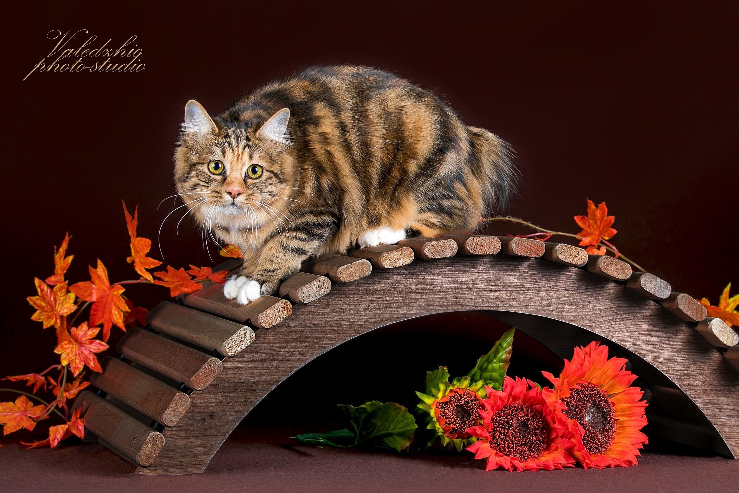 Коричневые фоны. Фотограф-анималист в Омске Екатерина Маричева