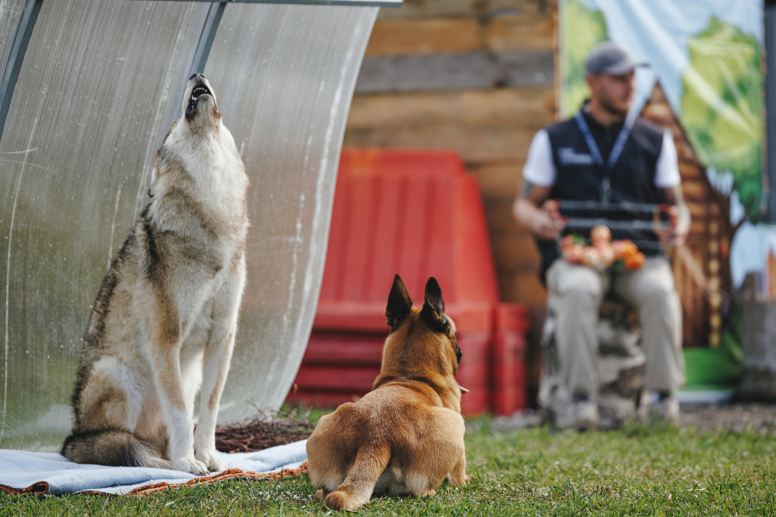 08.08.25-10.08.25 ЧР по мондьорингу г. Вологда. Фотограф-анималист Анна Маринич