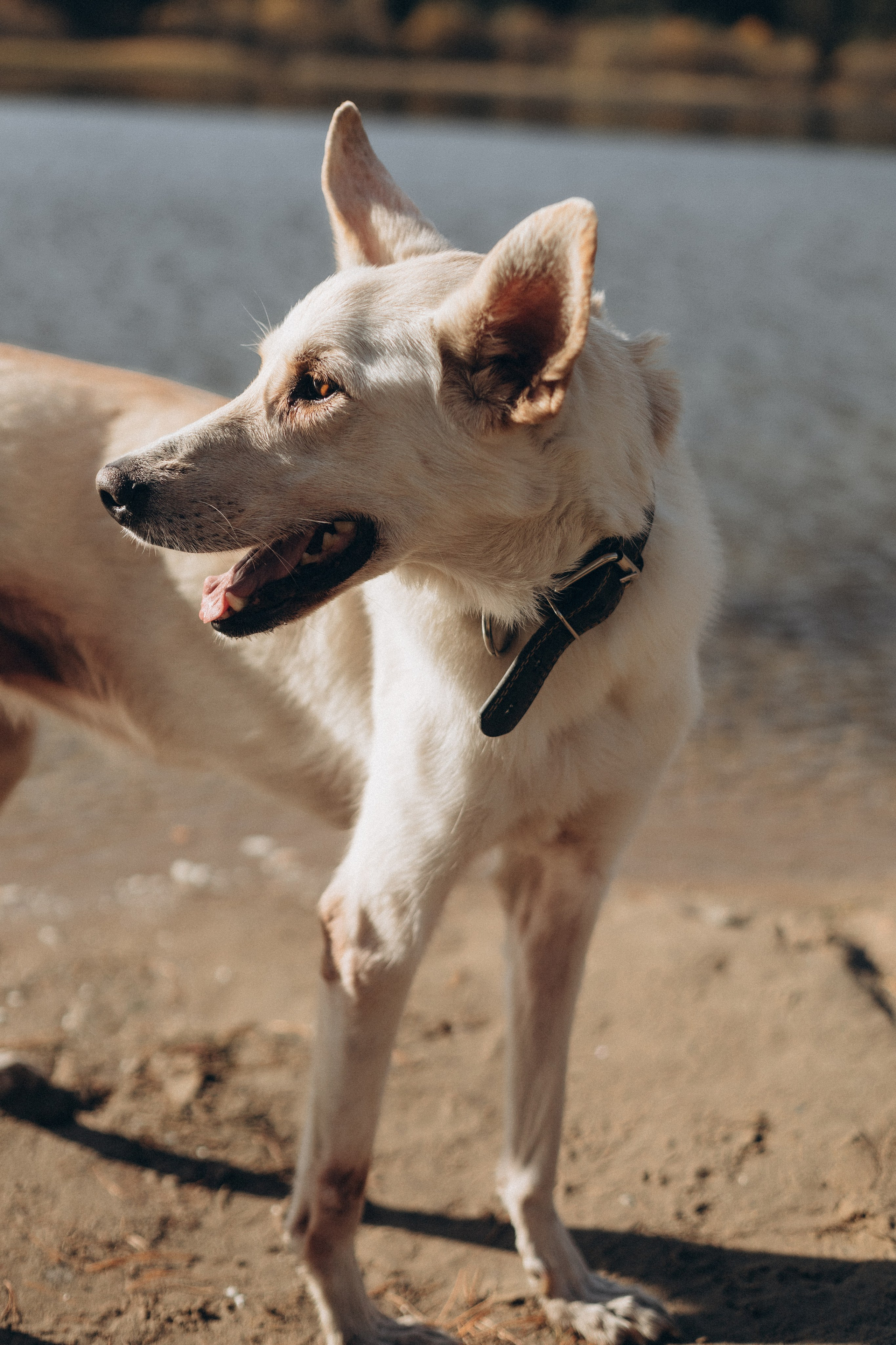 Ksenia & George. Фотограф в Москве Диана Малимон