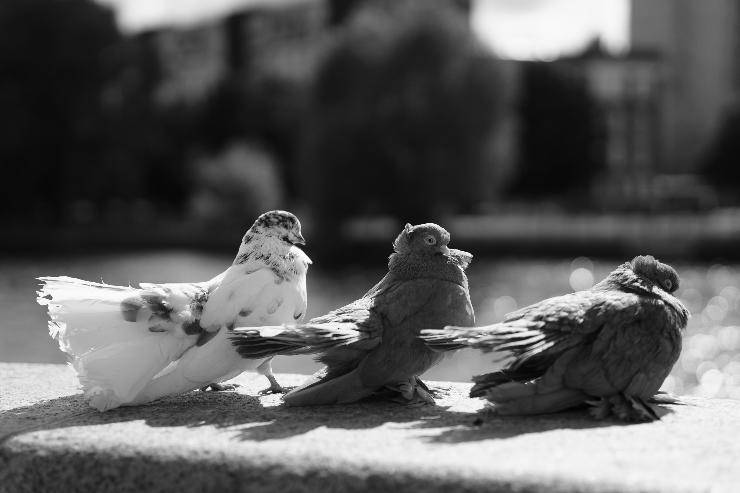 Свадебная съемка. Репортажный фотограф в Калининграде Морозов Кирилл