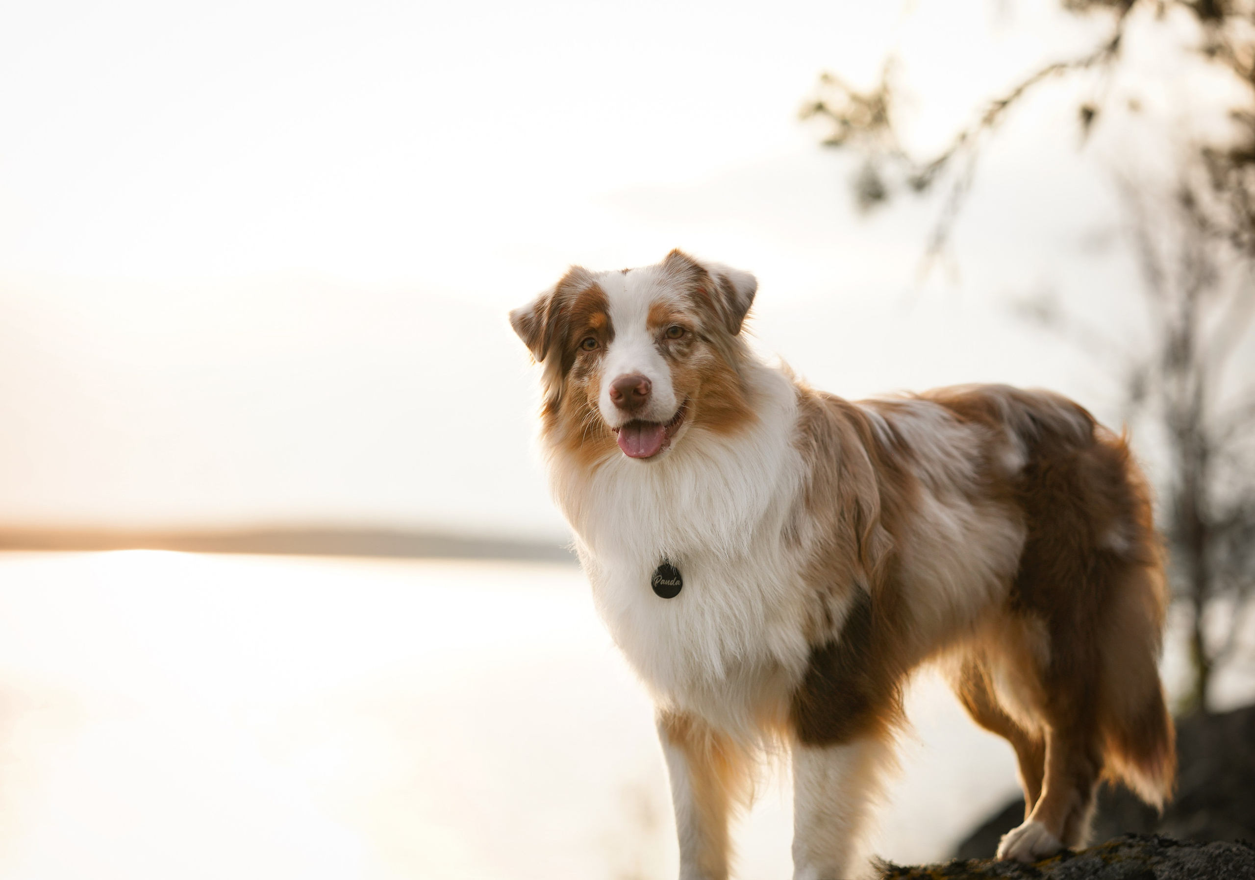 Карелия. Фотограф-анималист в Санкт-Петербурге Яна Мартынова