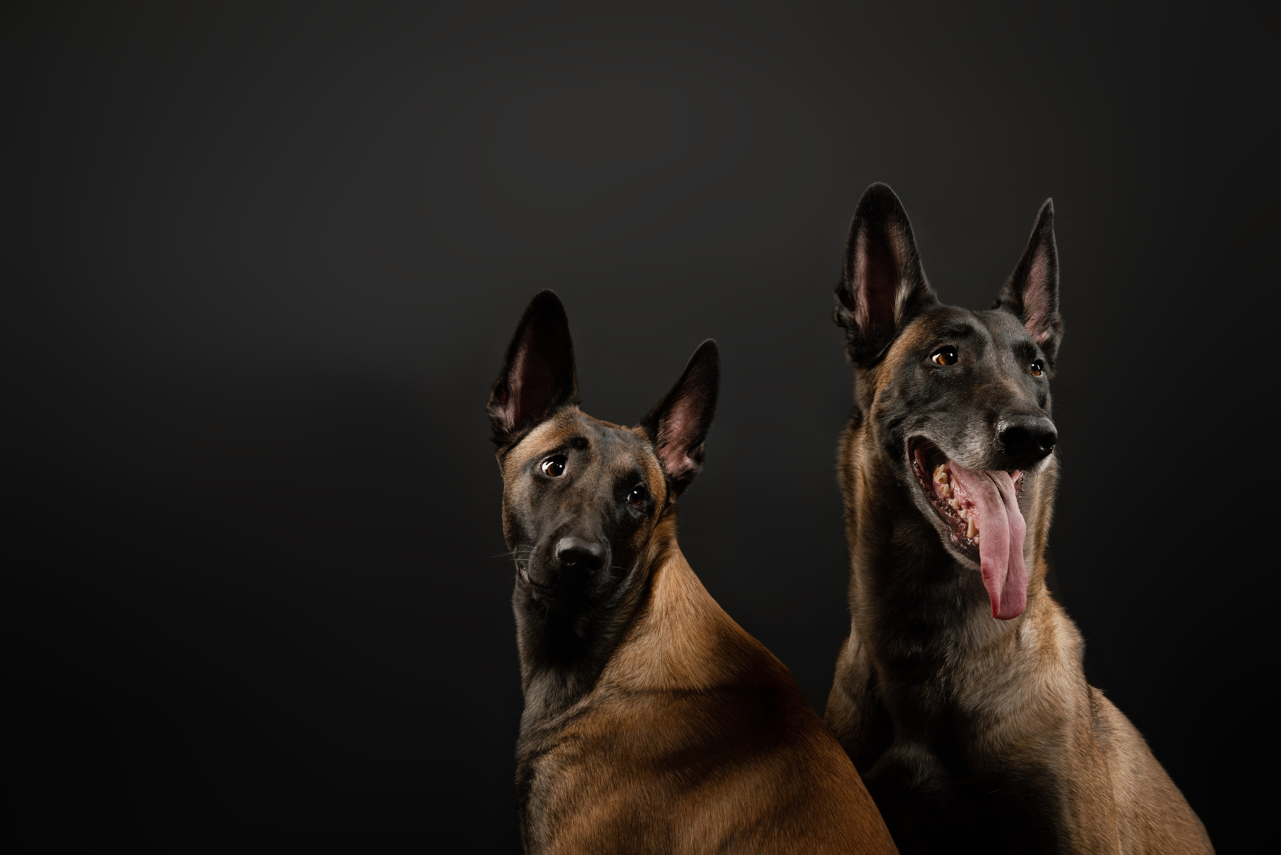 Малины. Фотограф-анималист в Санкт-Петербурге Яна Мартынова