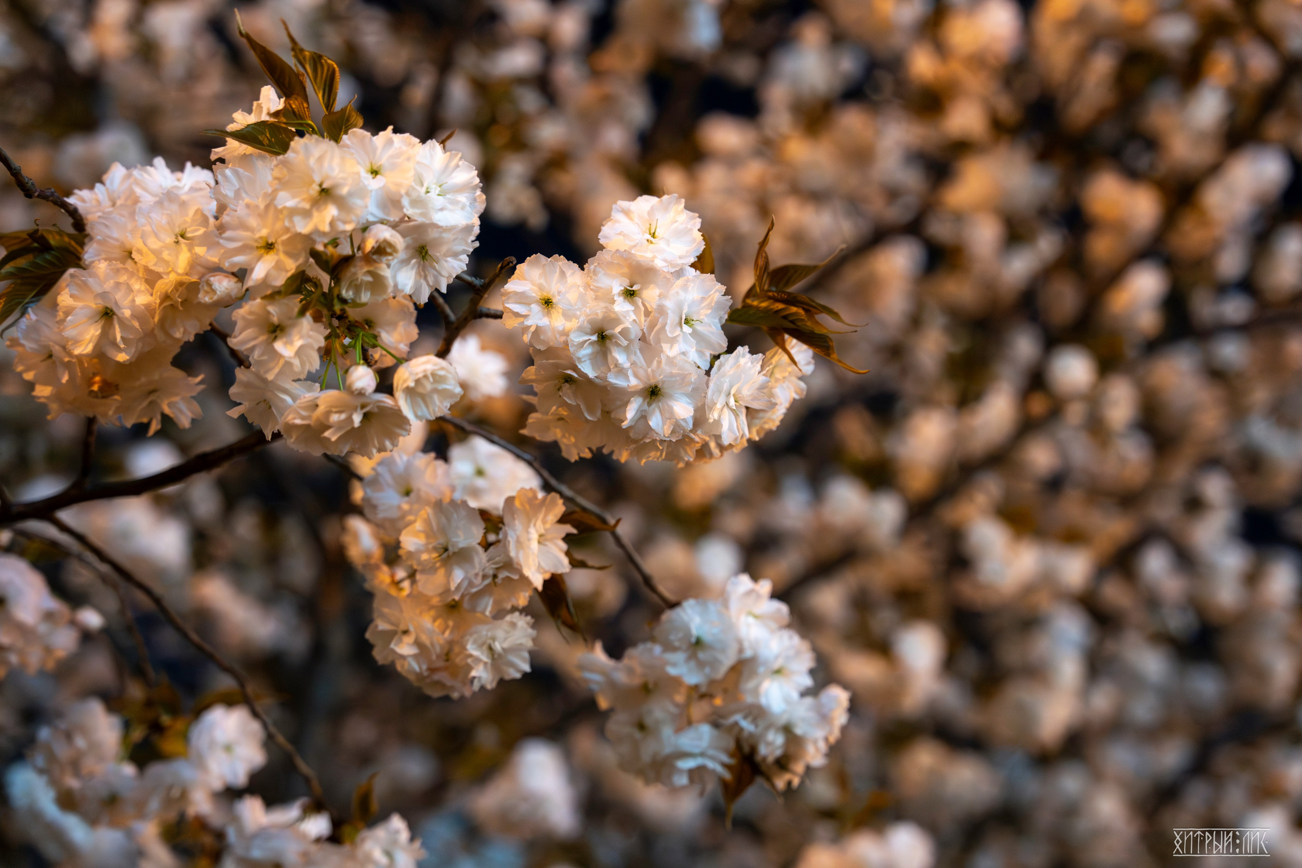 Пекин. Фотограф-путешественник Самойлов Максим «Sly Fox»